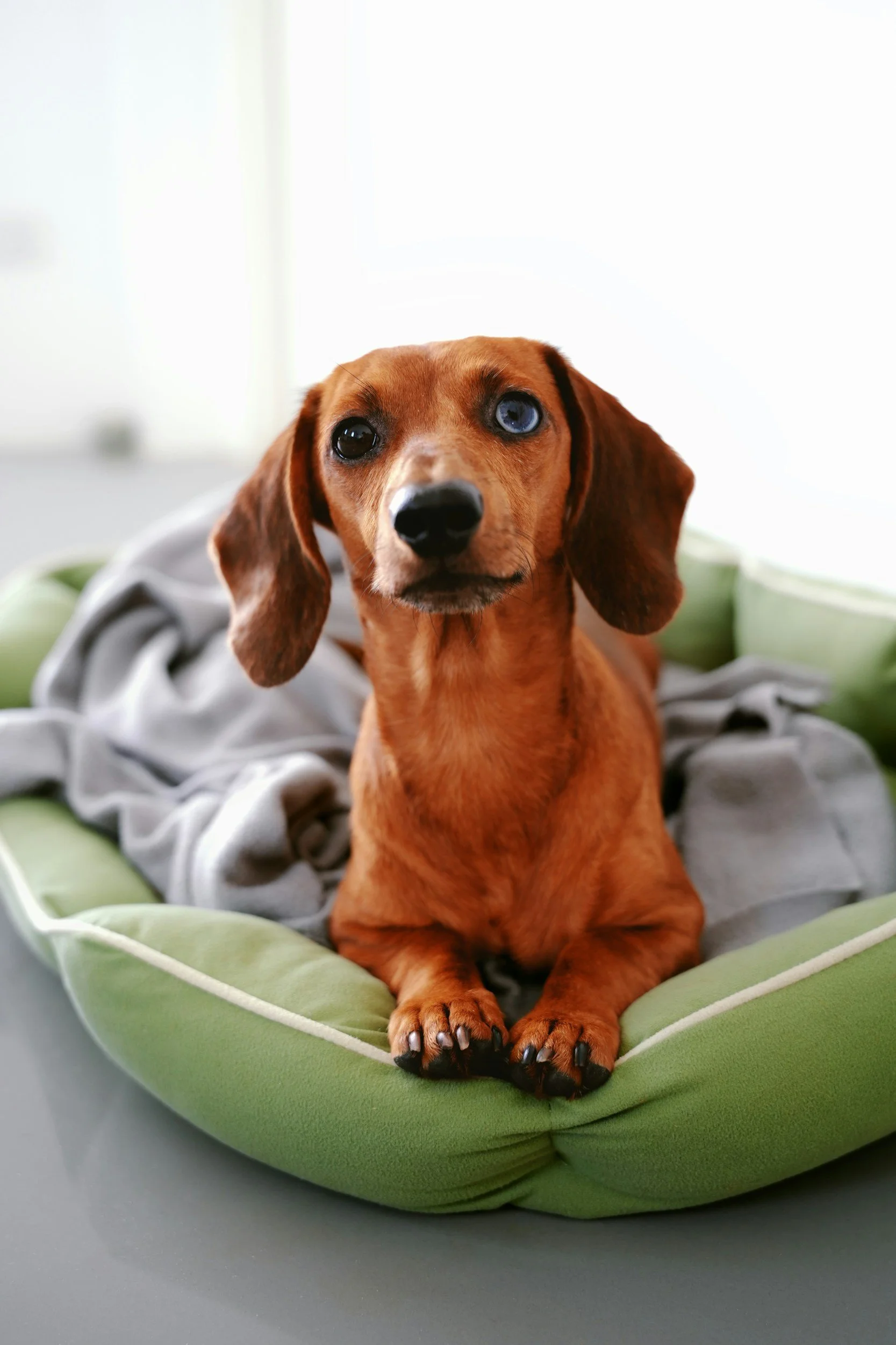Ein aufmerksamer Hund beim Deckentraining in der Onlineberatung.