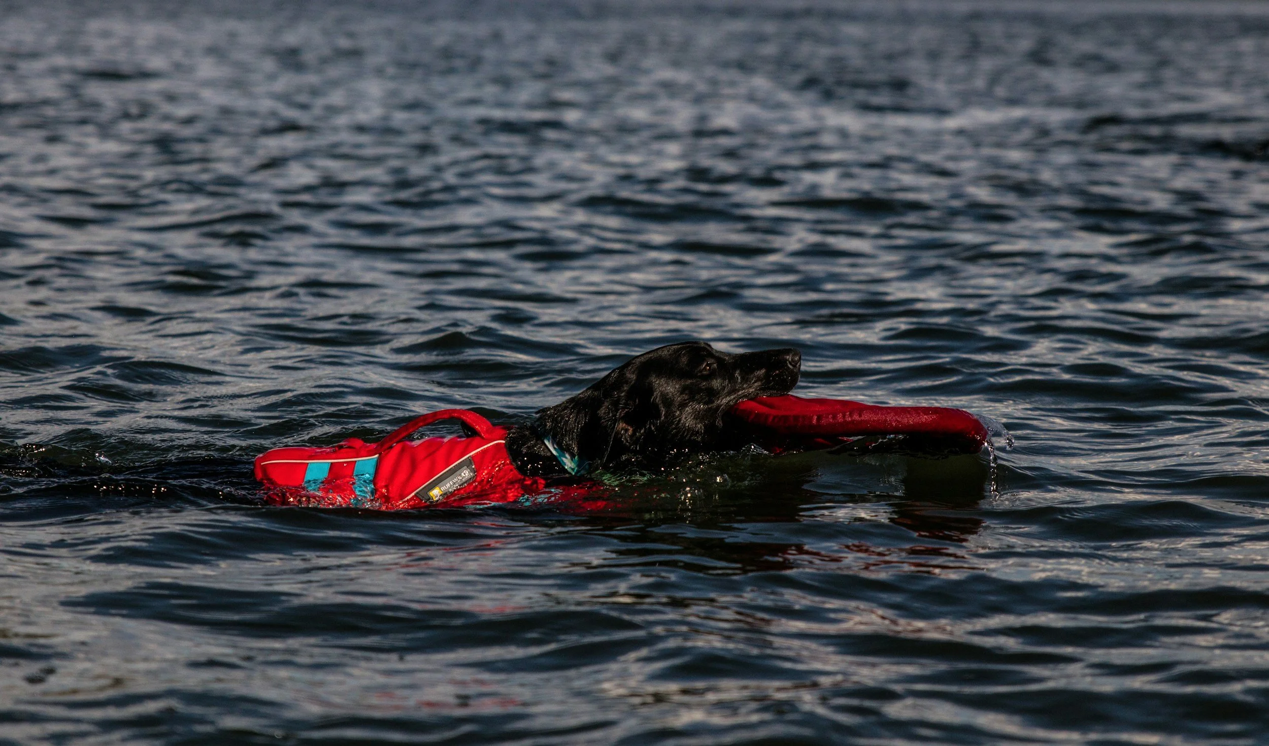 Hund beim individuellen Schwimmtraining in der Warnow in Rostock.