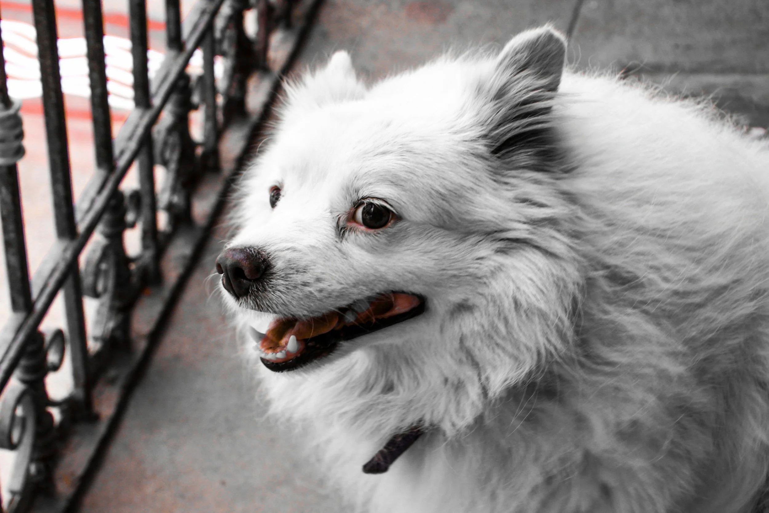 Hund zeigt Stresshecheln und andere Stresssignale  während der Verhaltensanalyse.