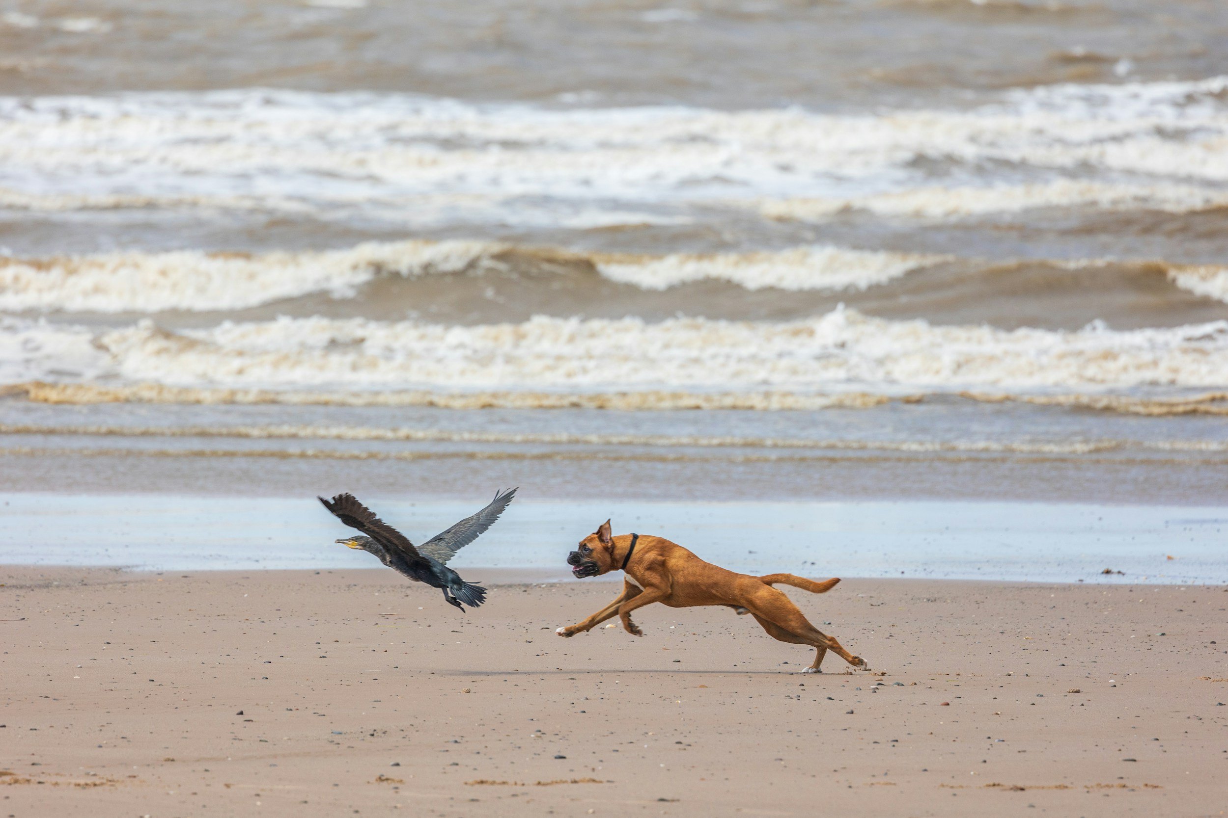 Hund zeigt Beutefangverhalten und jagt unkontrolliert einen Vogel.