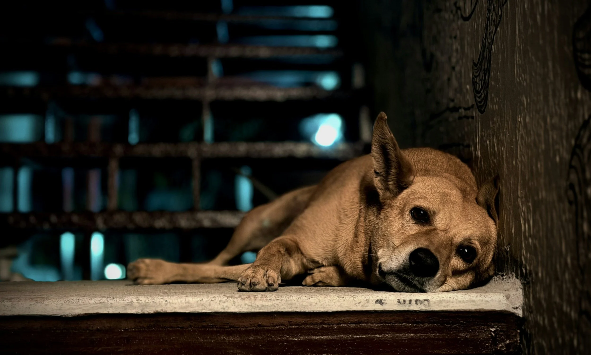 Ein unsicherer Hund liegt endlich ruhig an der Treppe nachdem erste Maßnahmen  der Verhaltenstherapie gegen Autoaggression helfen.