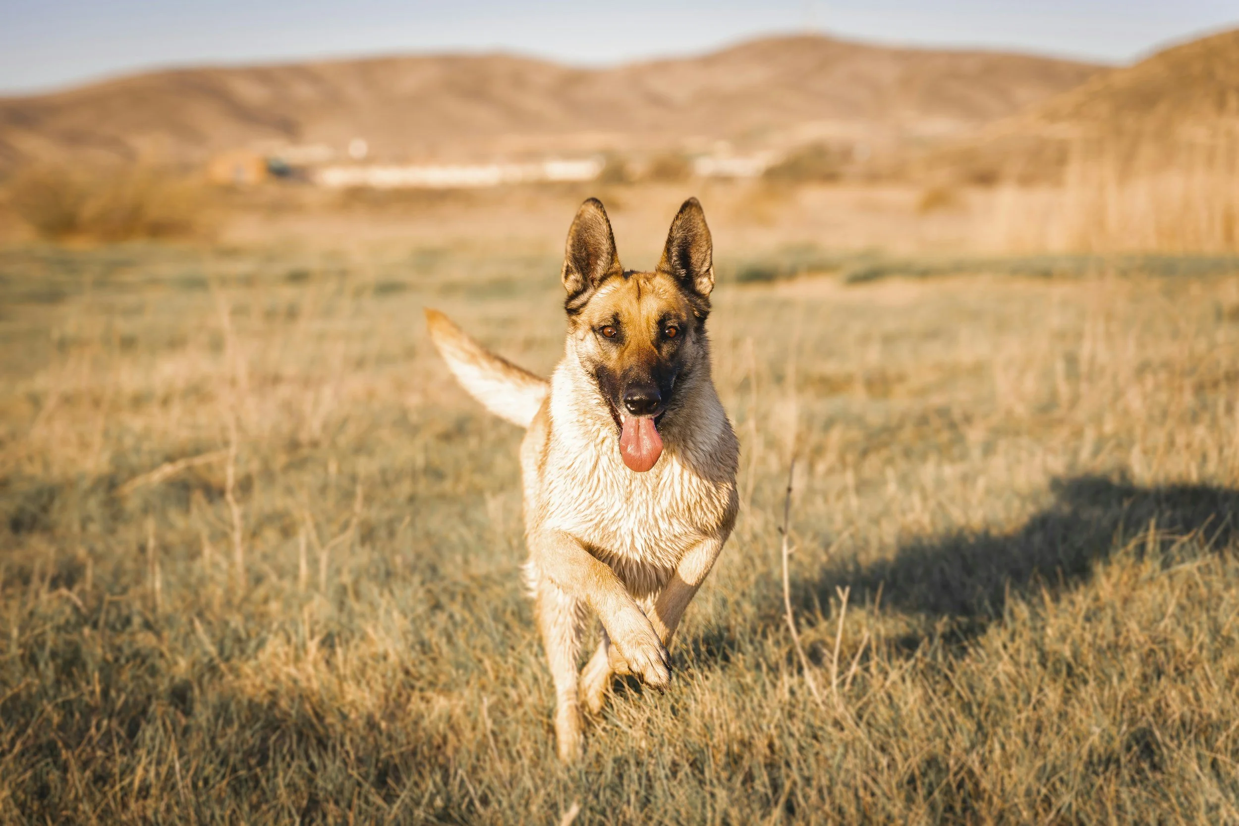 Belgischer Schäferhund bei der Charaktereinschätzung und Verhaltensanalyse vor der Adoption.