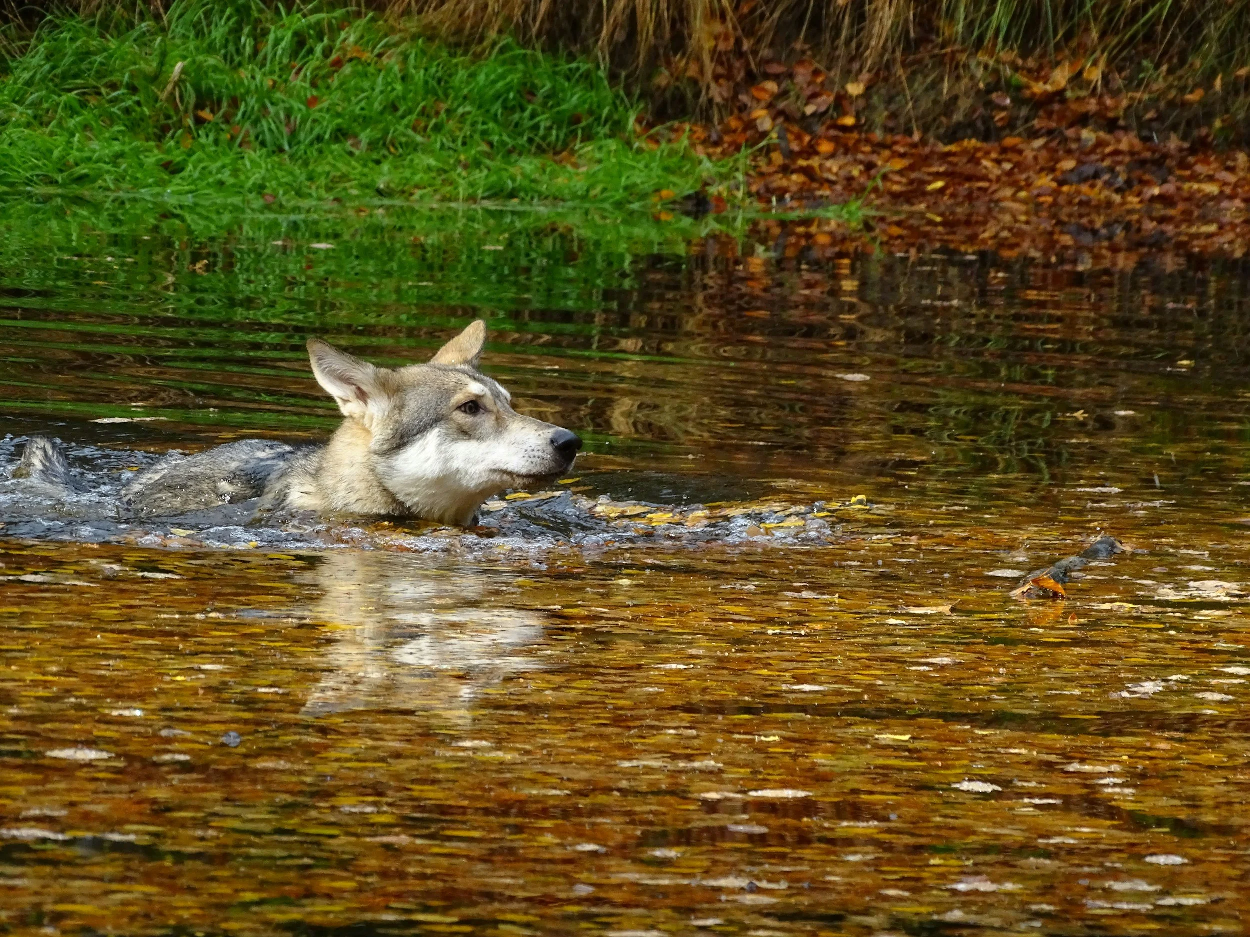 Ein Wolfhund schwimmt zufrieden, da er das perfekte Zuhause nach einer Beratung vor dem Hundekauf gefunden hat.