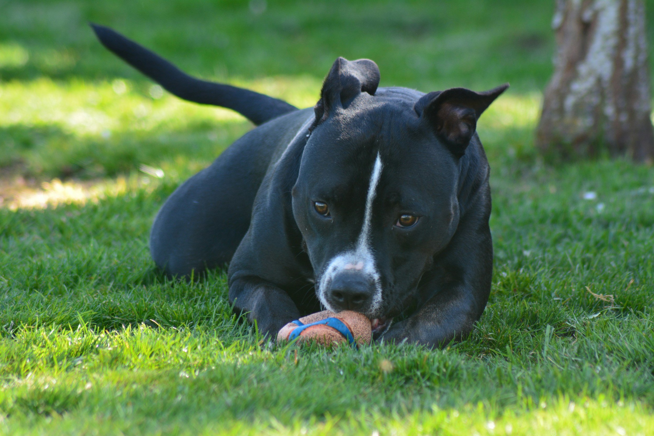 Ein Pitbull Terrier liegt zufrieden im Gras nach einem Einzeltraining, da er seine passende, aktive Familie gefunden hat.