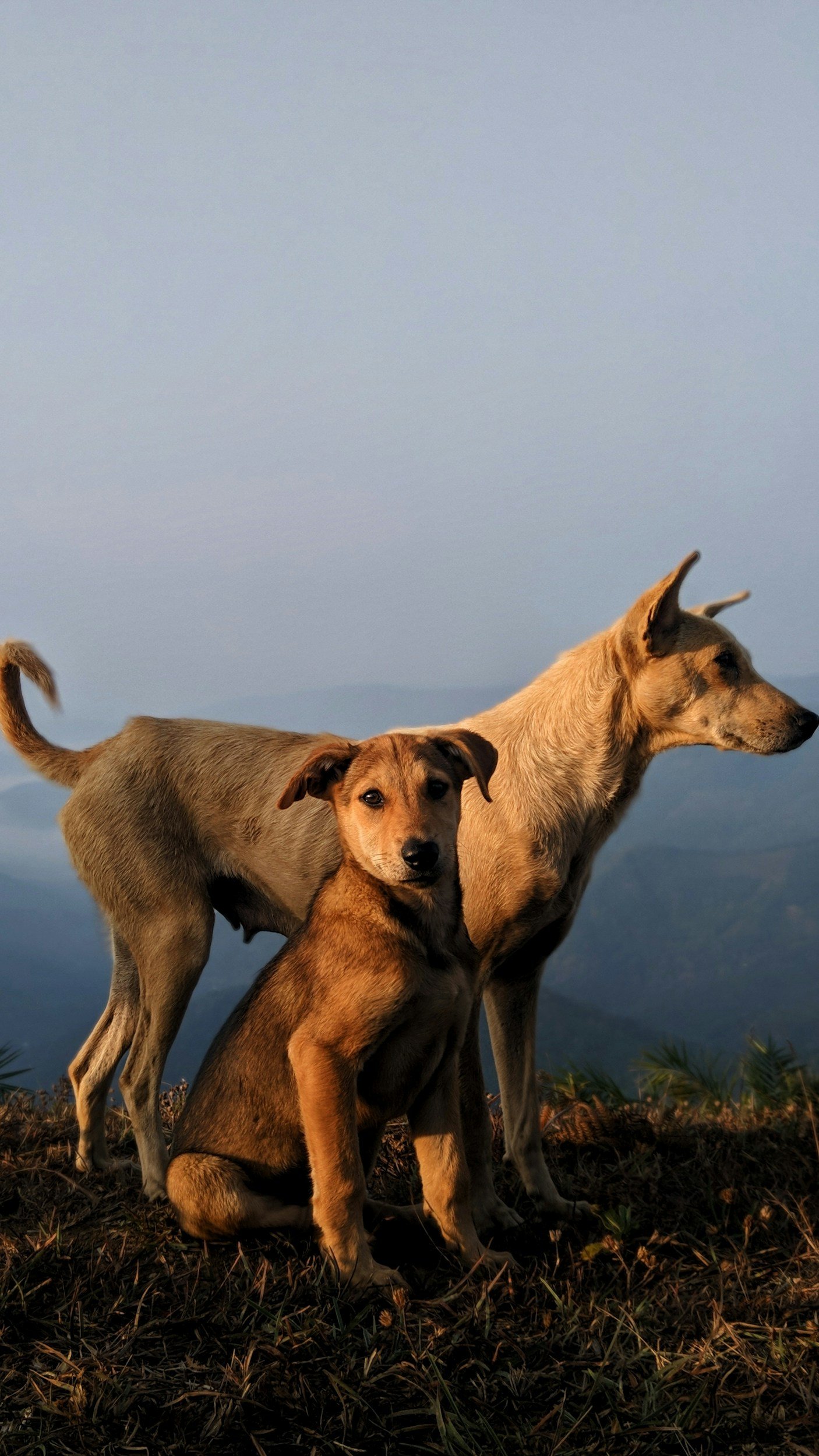 Zwei Hunde stehen vertrauensvoll bei einander und haben harmonisch Kontakt.