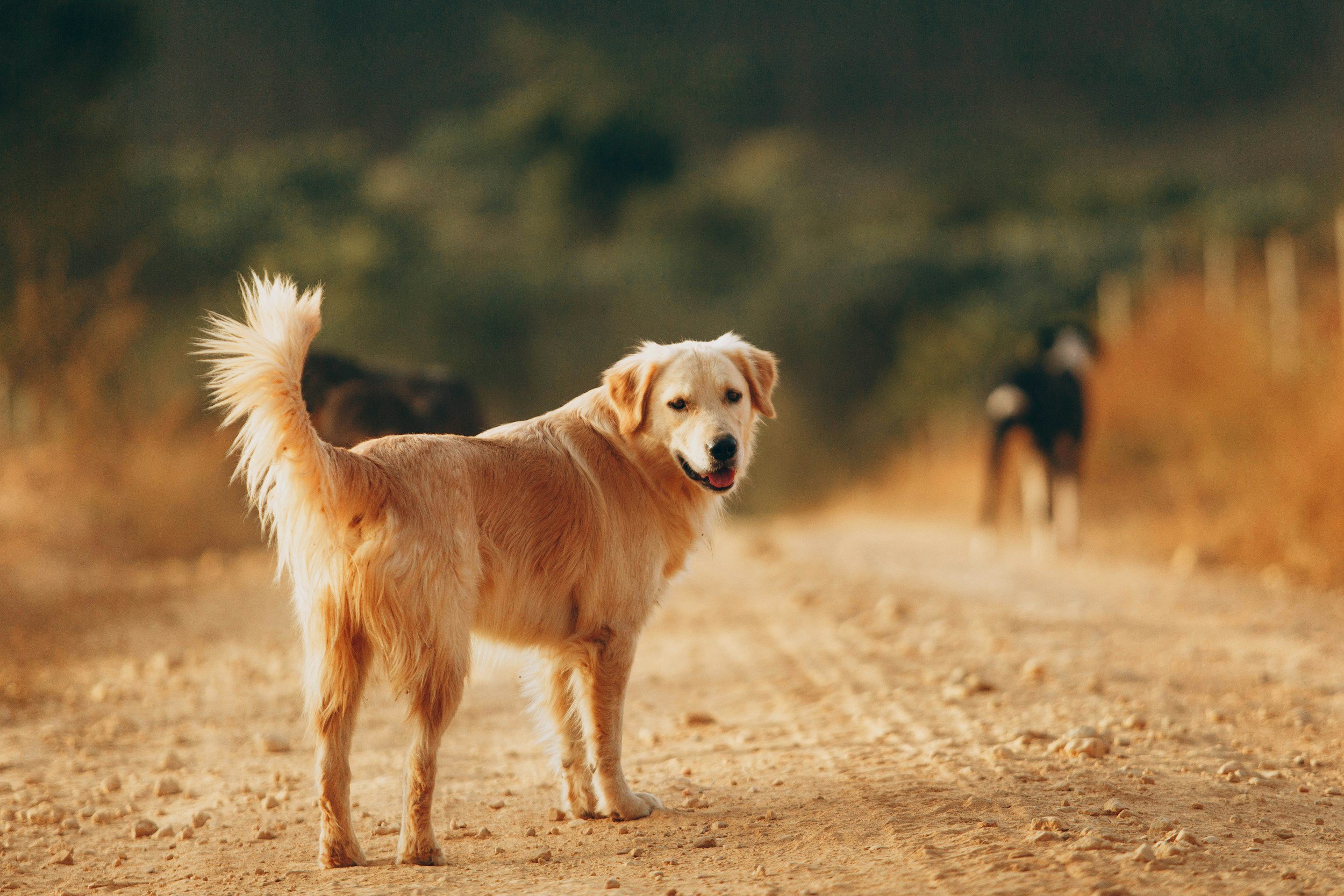 Mehrere Hunde befinden sich entspannt im Kontakt.