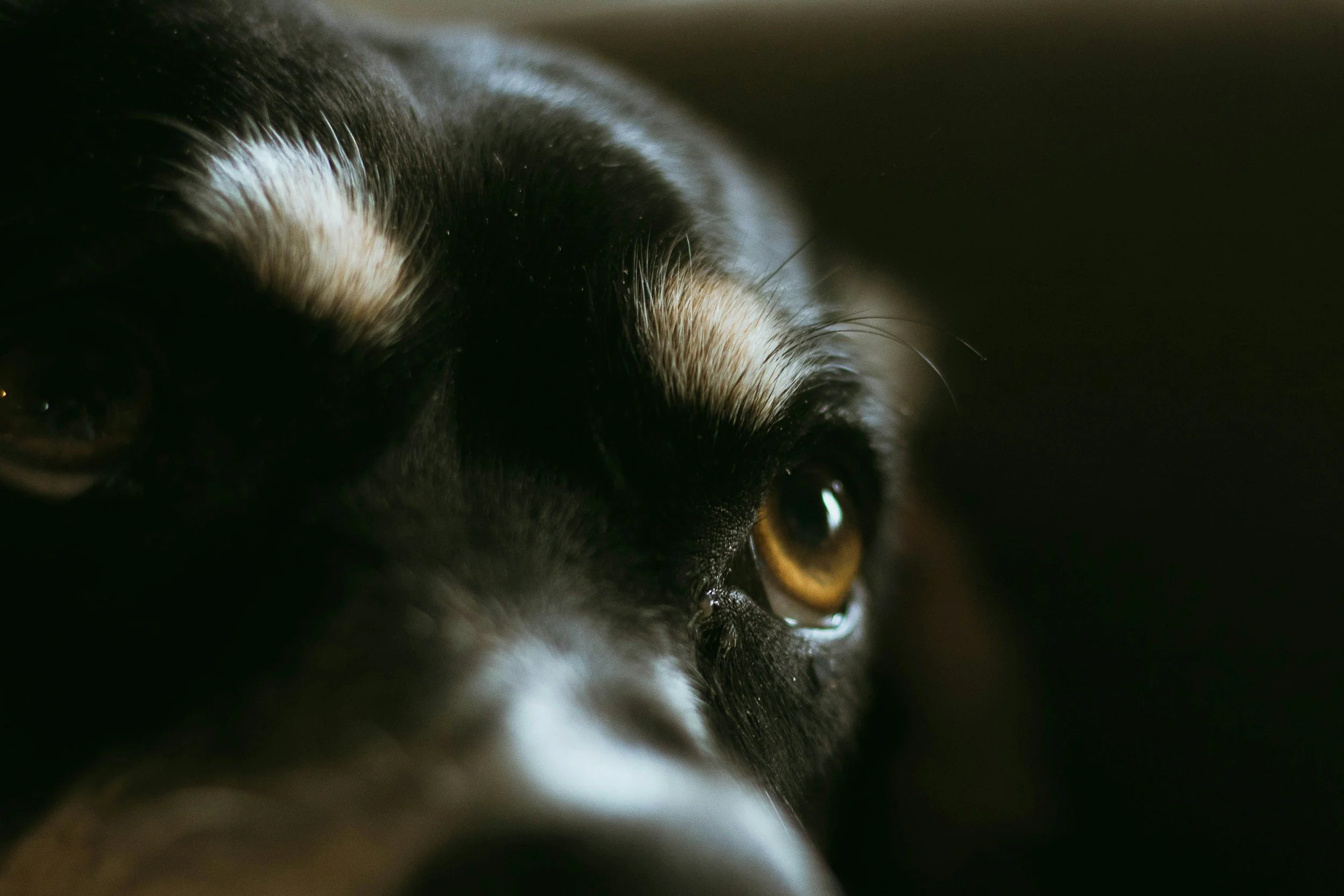 Training? Management? Therapie? - Wegweiser durch die professionelle Arbeit mit Mensch &amp; Hund