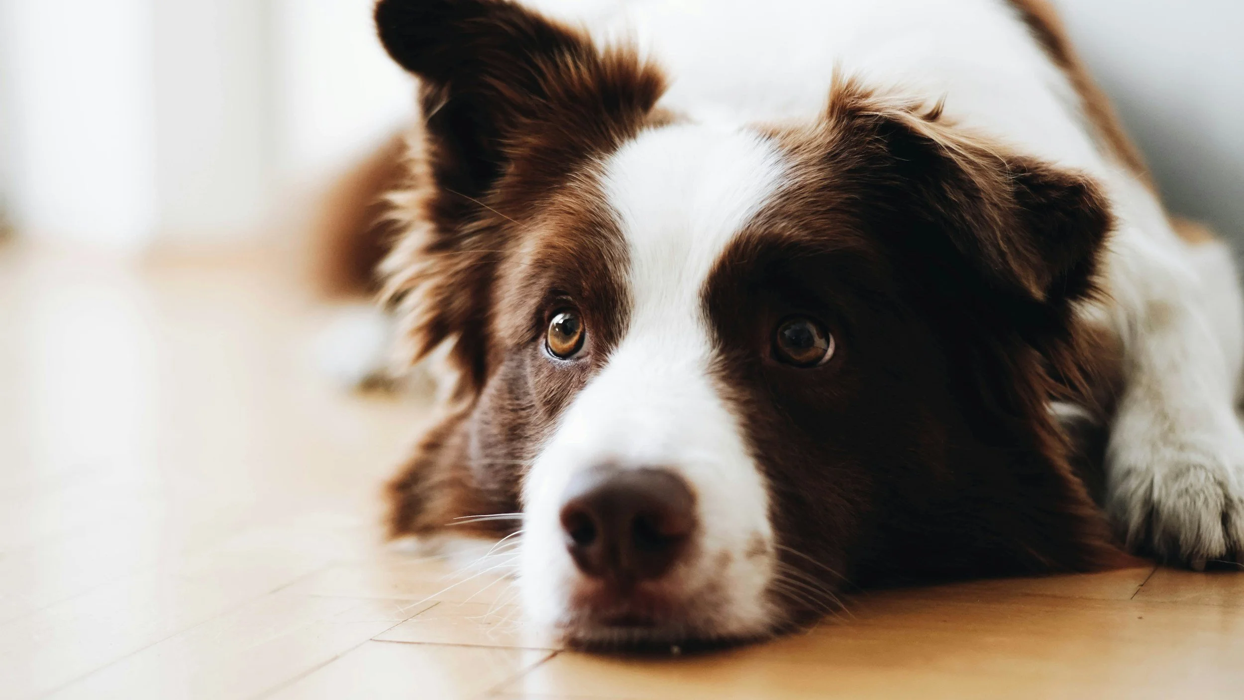 Ein Hund beobachtet aufmerksam seine Menschen.