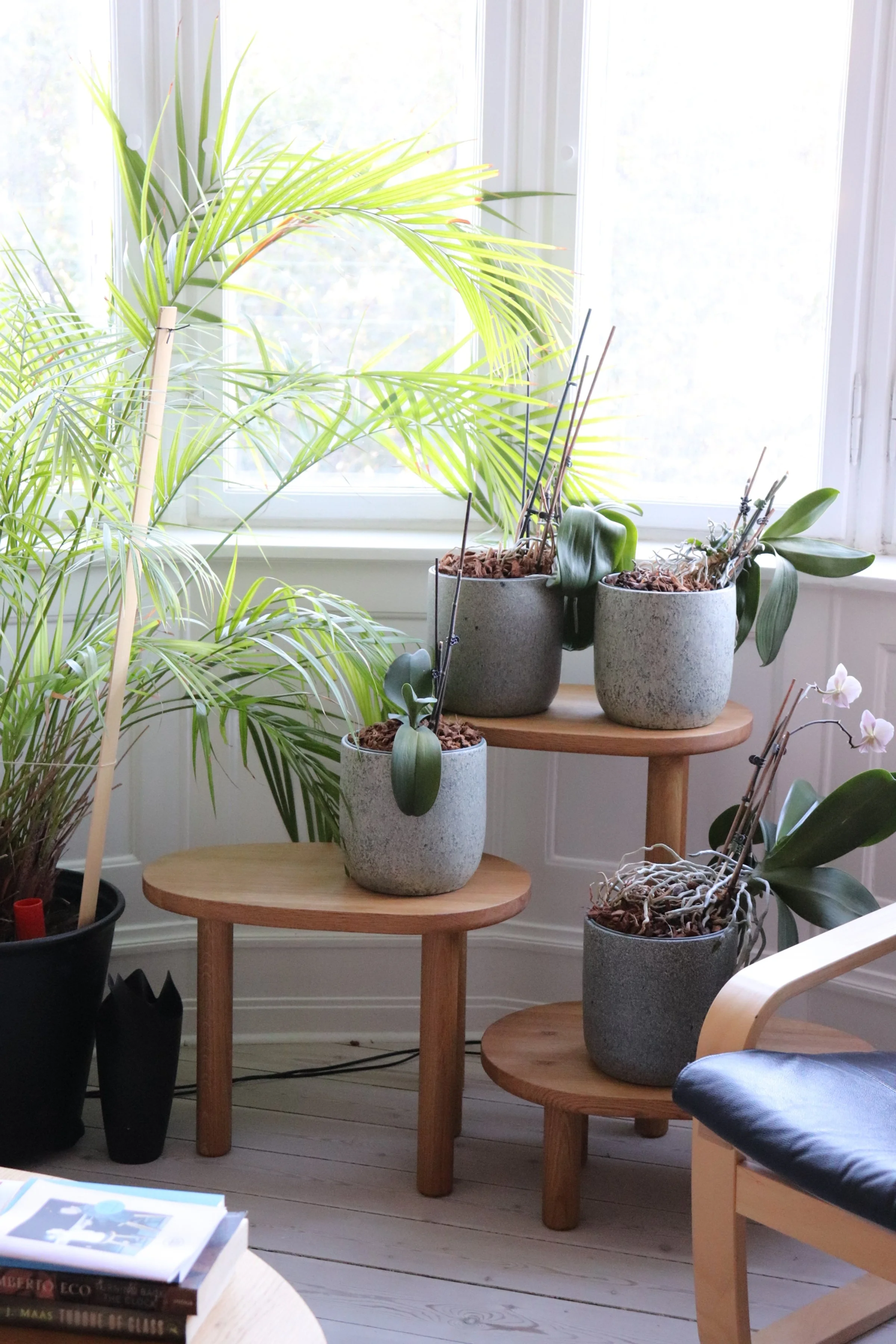 Indendørs scene med flere potteplanter på små træborde ved et vindue, med grønne blade og blomster, Massivt egetræ