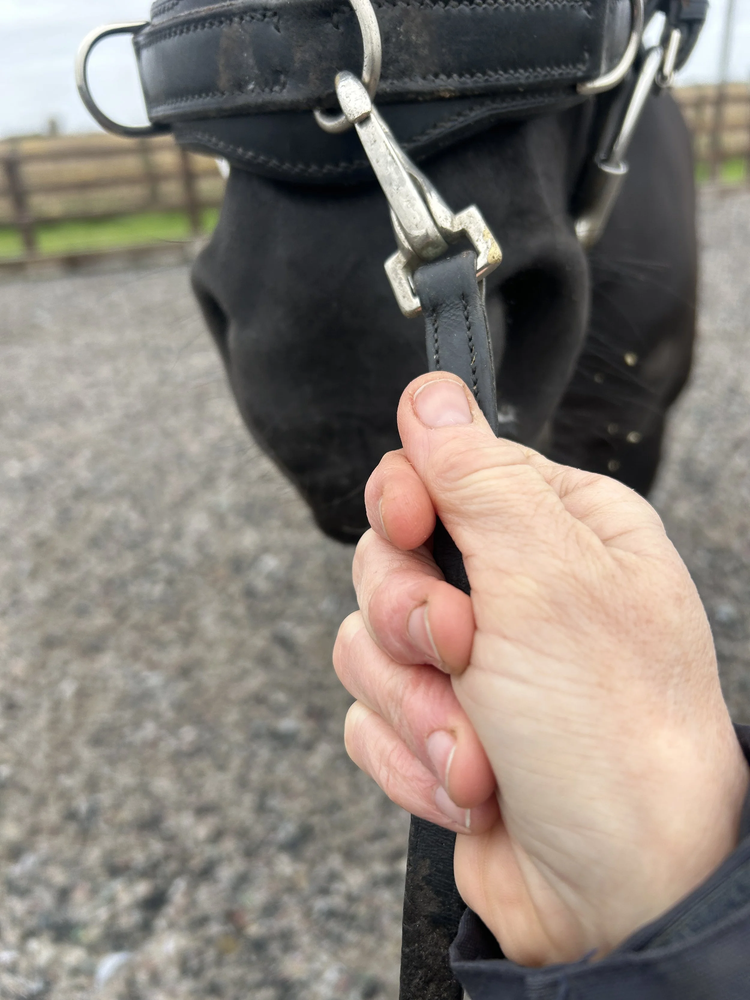 Understanding Aids: Meaning, Timing & Application - In-person Horseless Clinic