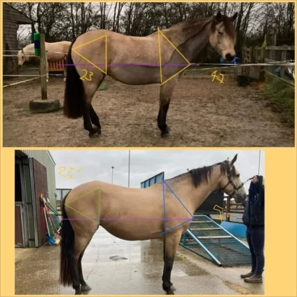 Standard Remote Holistic Assessment