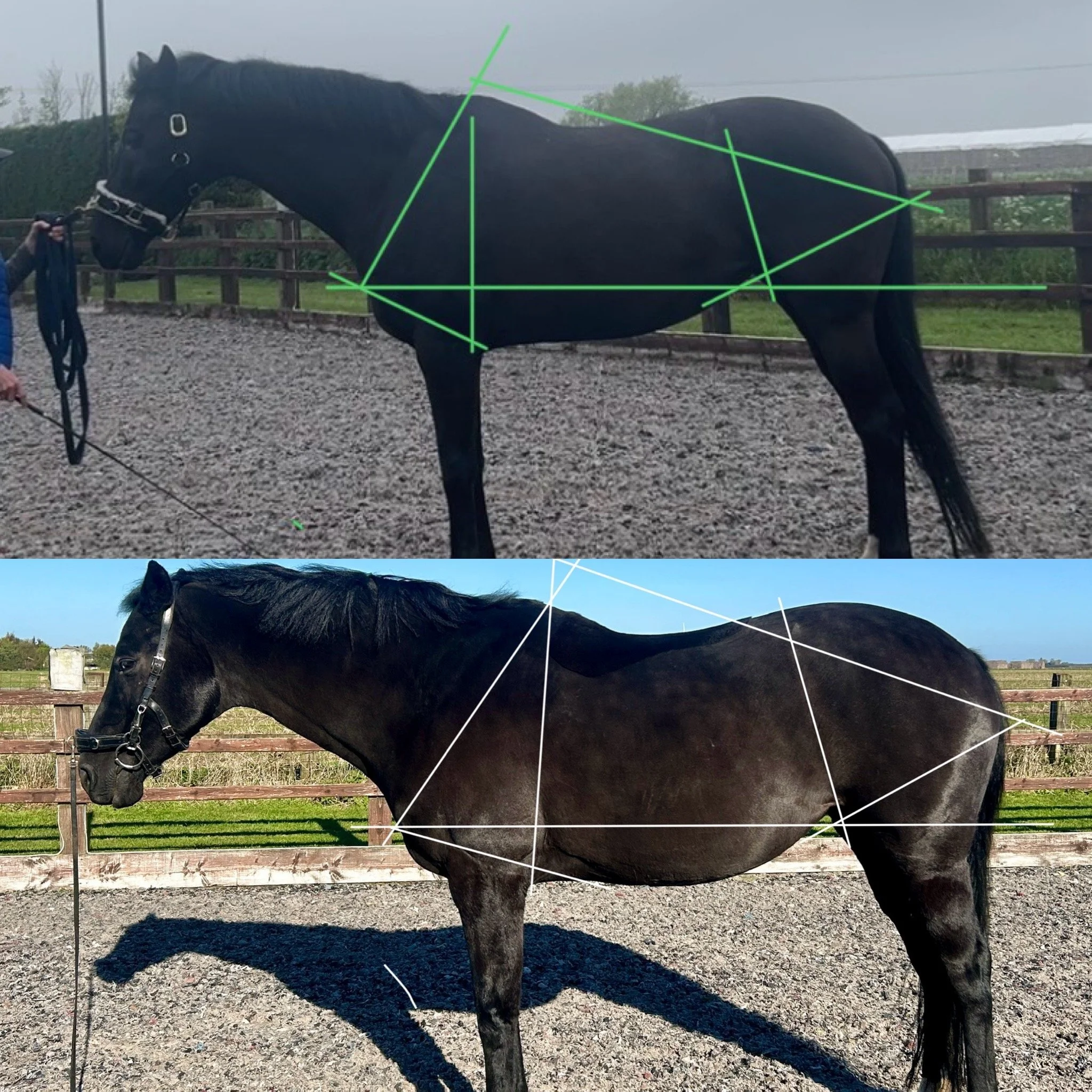 Premium Remote Holistic Assessment