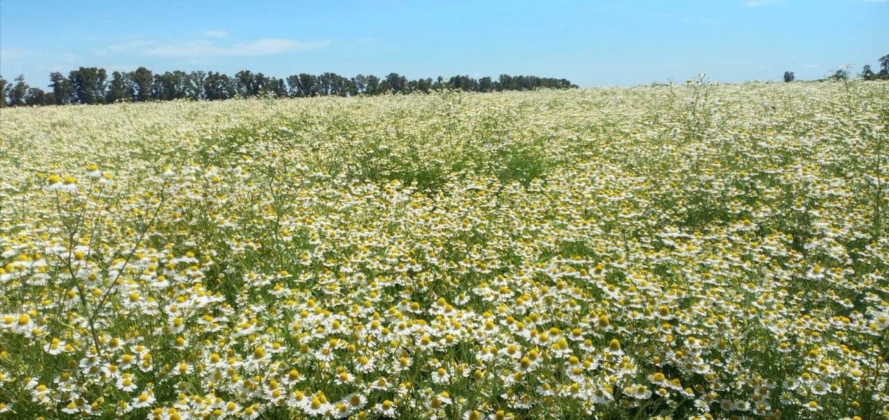 FOTOS MANZANILLA.jpeg