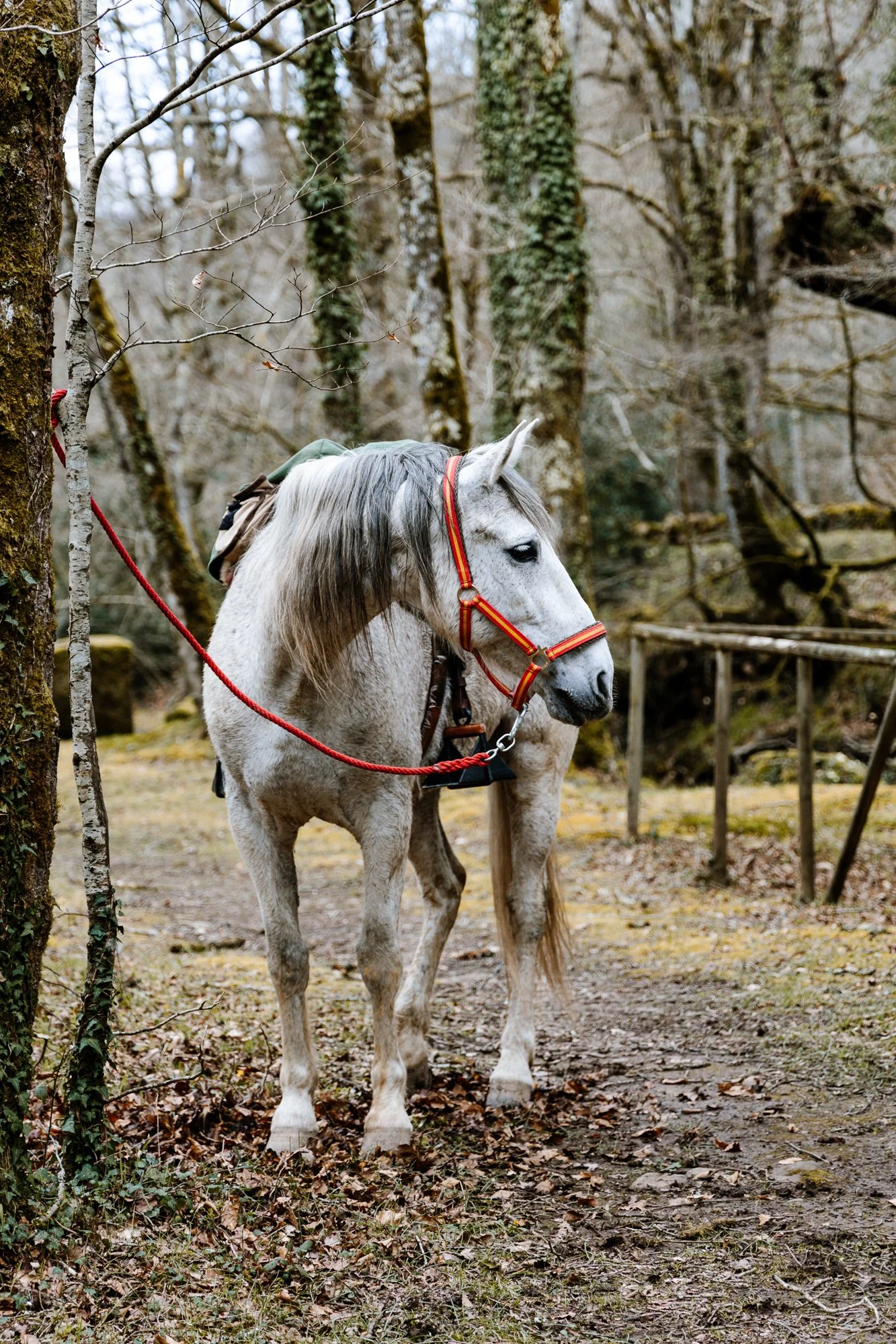 Cabollos De Castilla MR-056.jpg