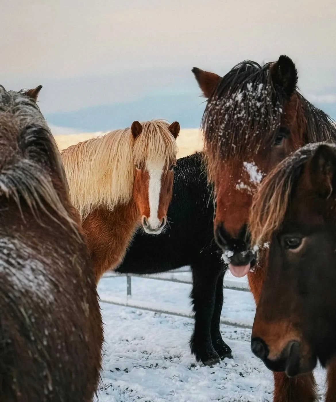 ICELAND: Knitting & Riding $4,400 