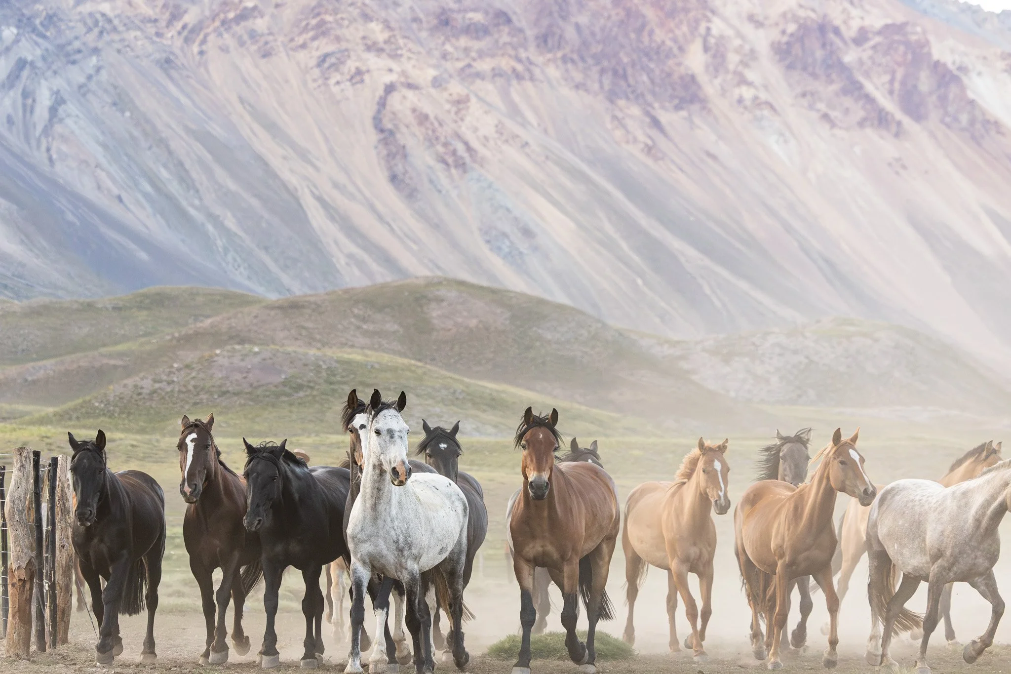 (2026-04-02)An Ode to Argentina:&nbsp;Horses and Tradition