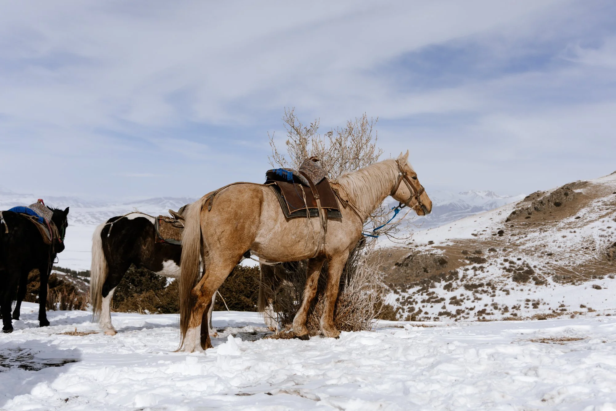 (2026-04-02)Kyrgyzstan, Mongolia, and no good reason to stay home.