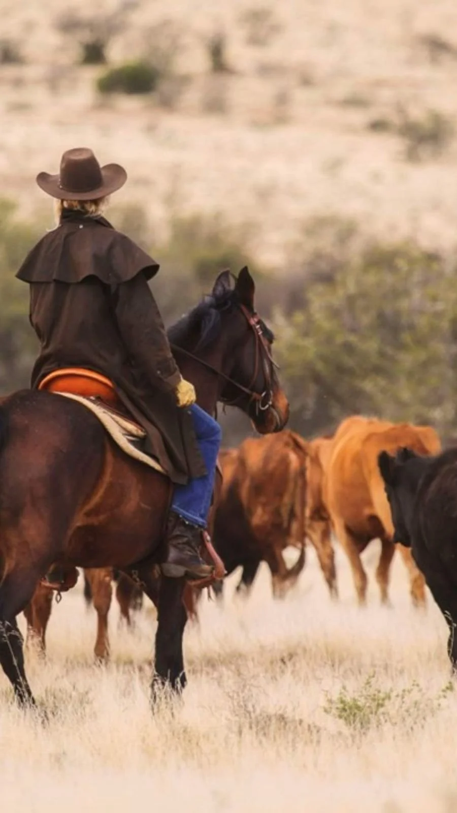 SOUTH AFRICA: Cattle Drive $2,800