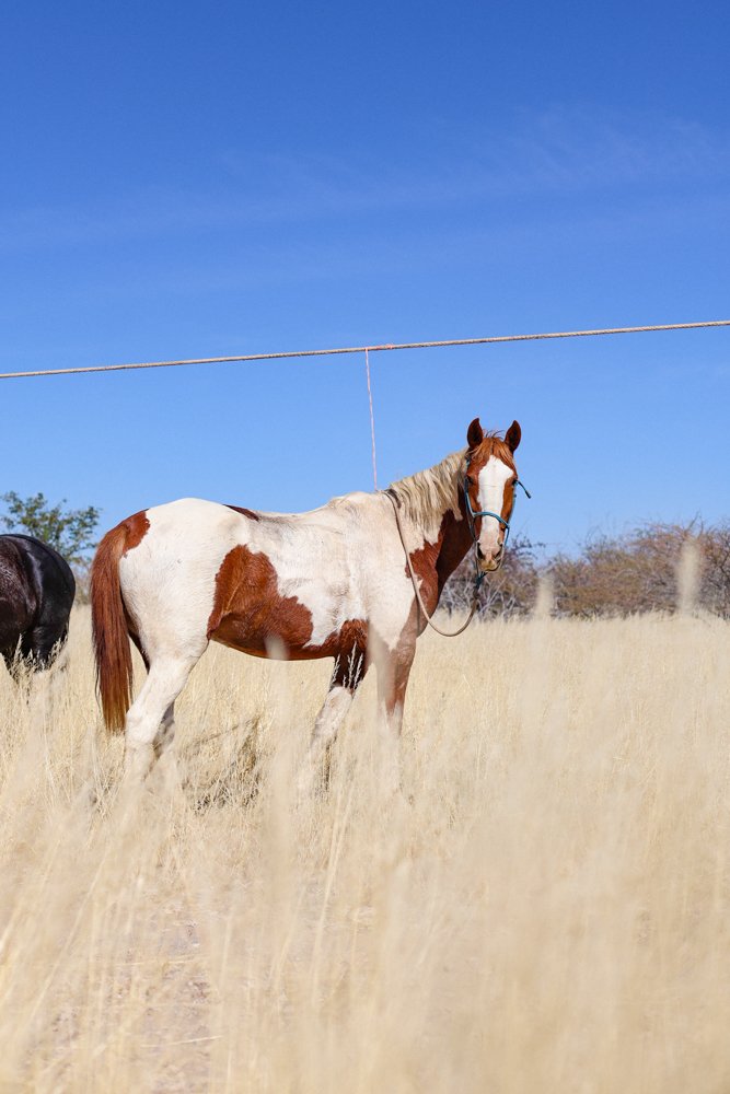 A white and brown pinto horse standing in a grassy field under a clear blue sky.