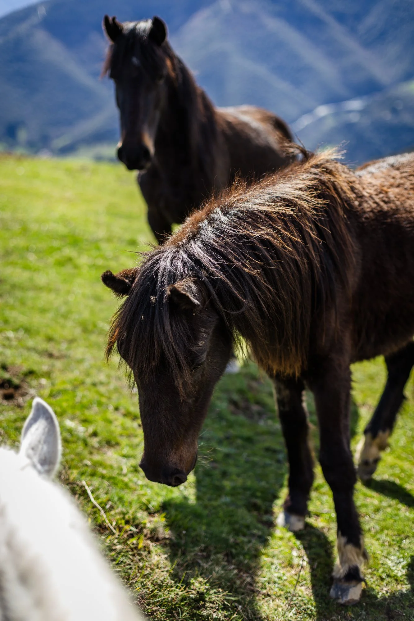 Cabollos De Castilla MR-107.jpg