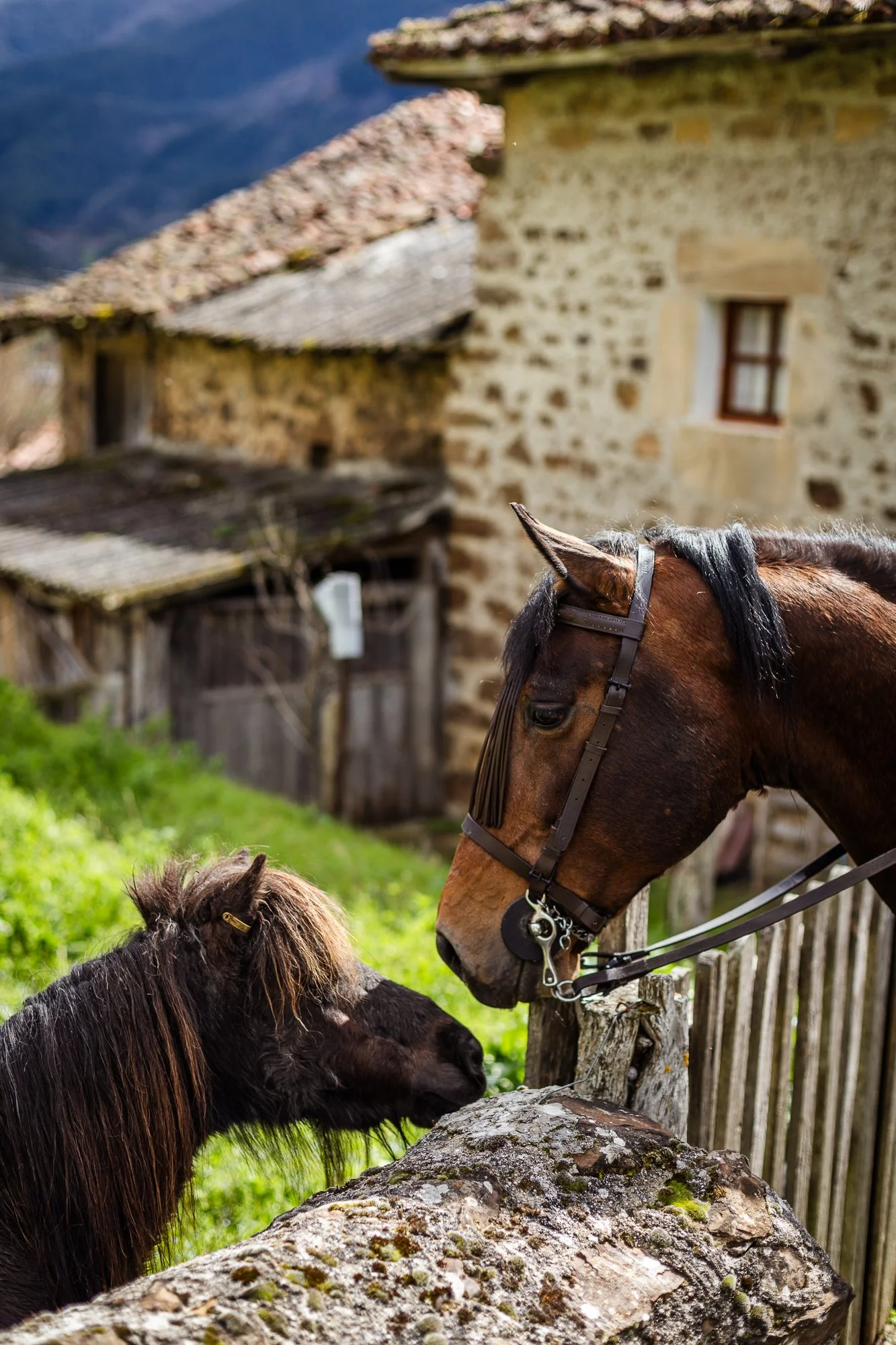 Cabollos De Castilla MR-074.jpg