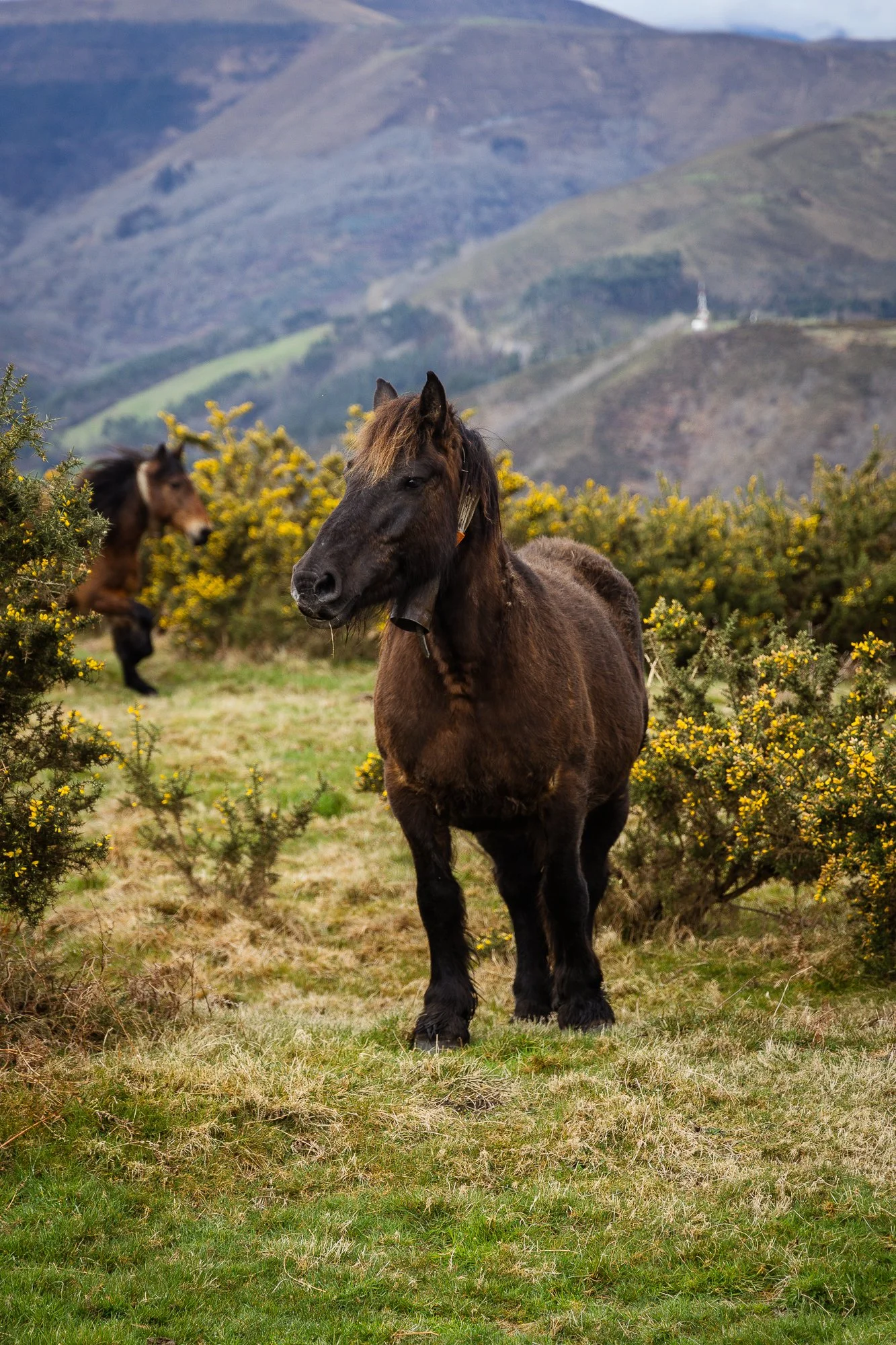 Cabollos De Castilla MR-027.jpg