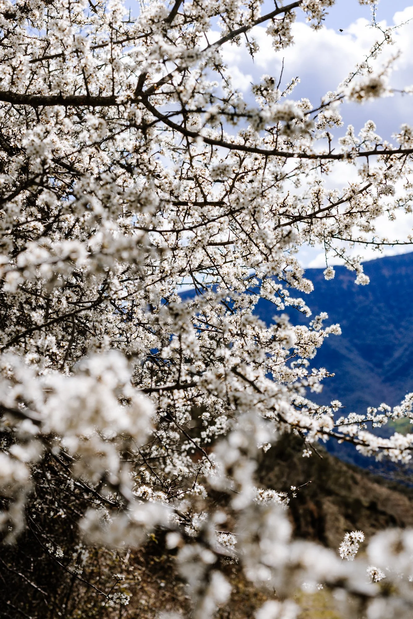 Cabollos De Castilla MR-115.jpg