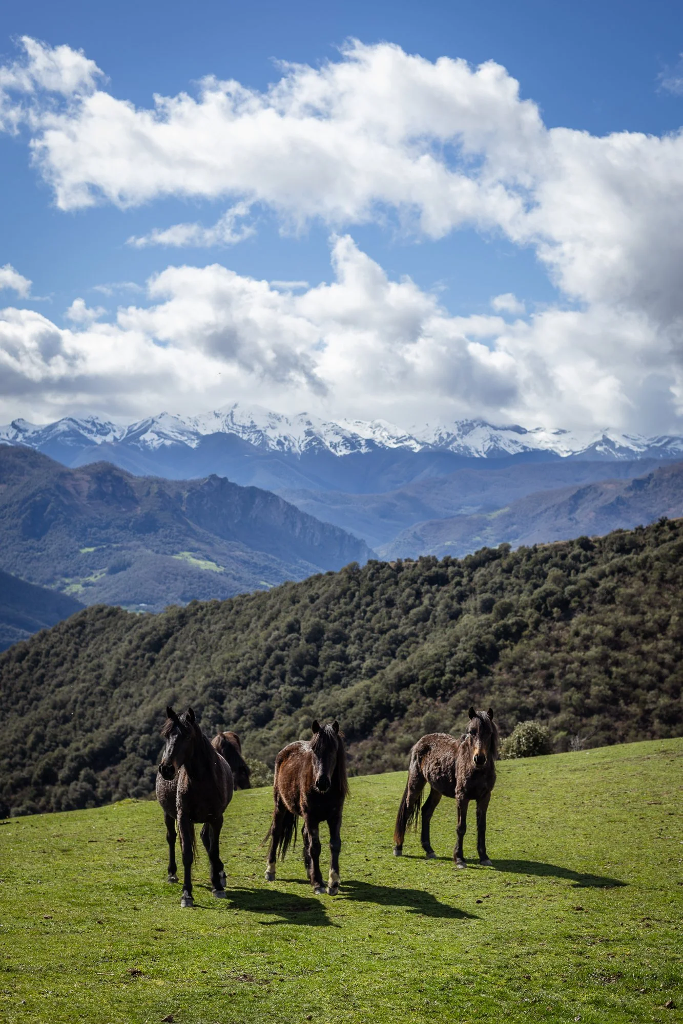 Cabollos De Castilla MR-100.jpg