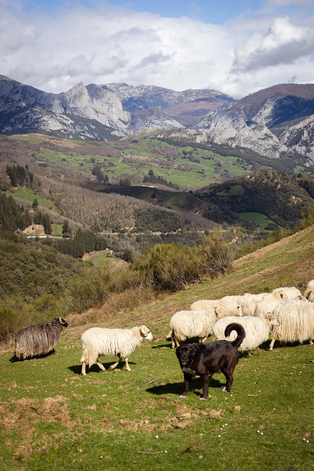 Cabollos De Castilla MR-098.jpg