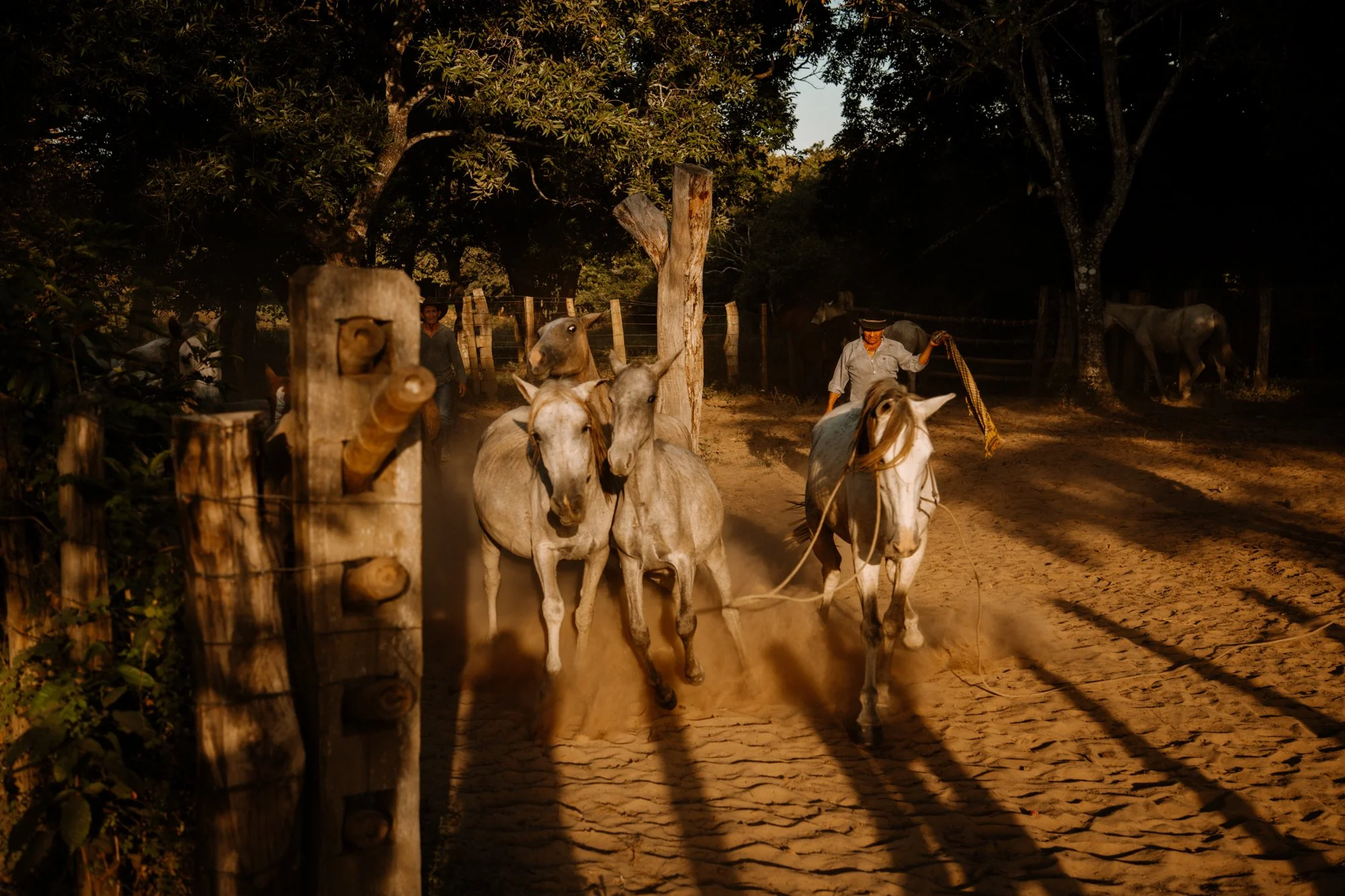 A cowboy riding a white horse leading a herd of gray horses on a dusty farm path during sunset. Hato Santana, los llanos, Colombia.