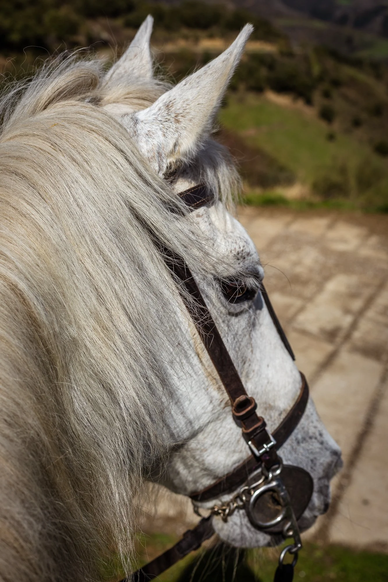 Cabollos De Castilla MR-090.jpg