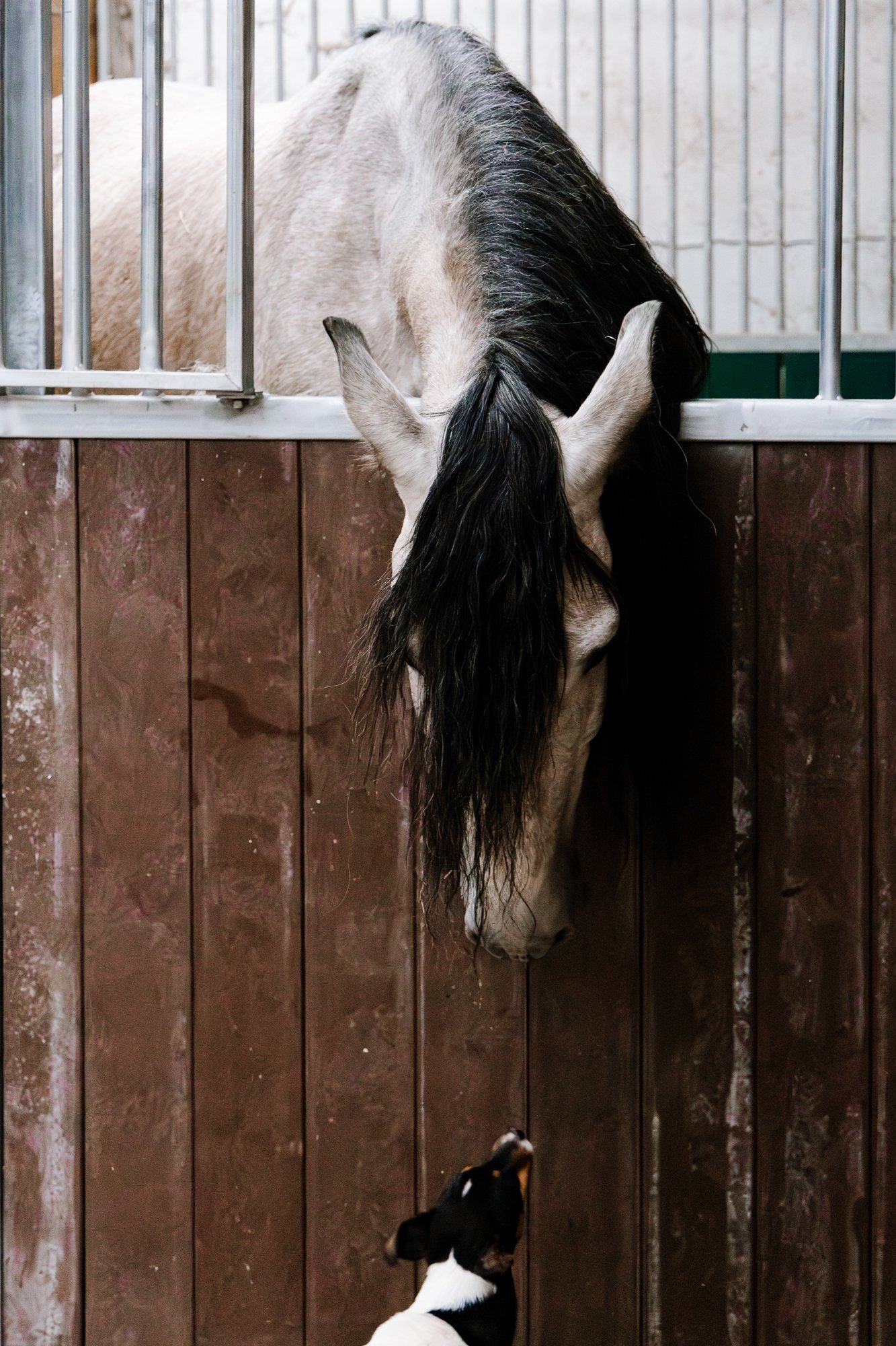 Cabollos De Castilla MR-006.jpg