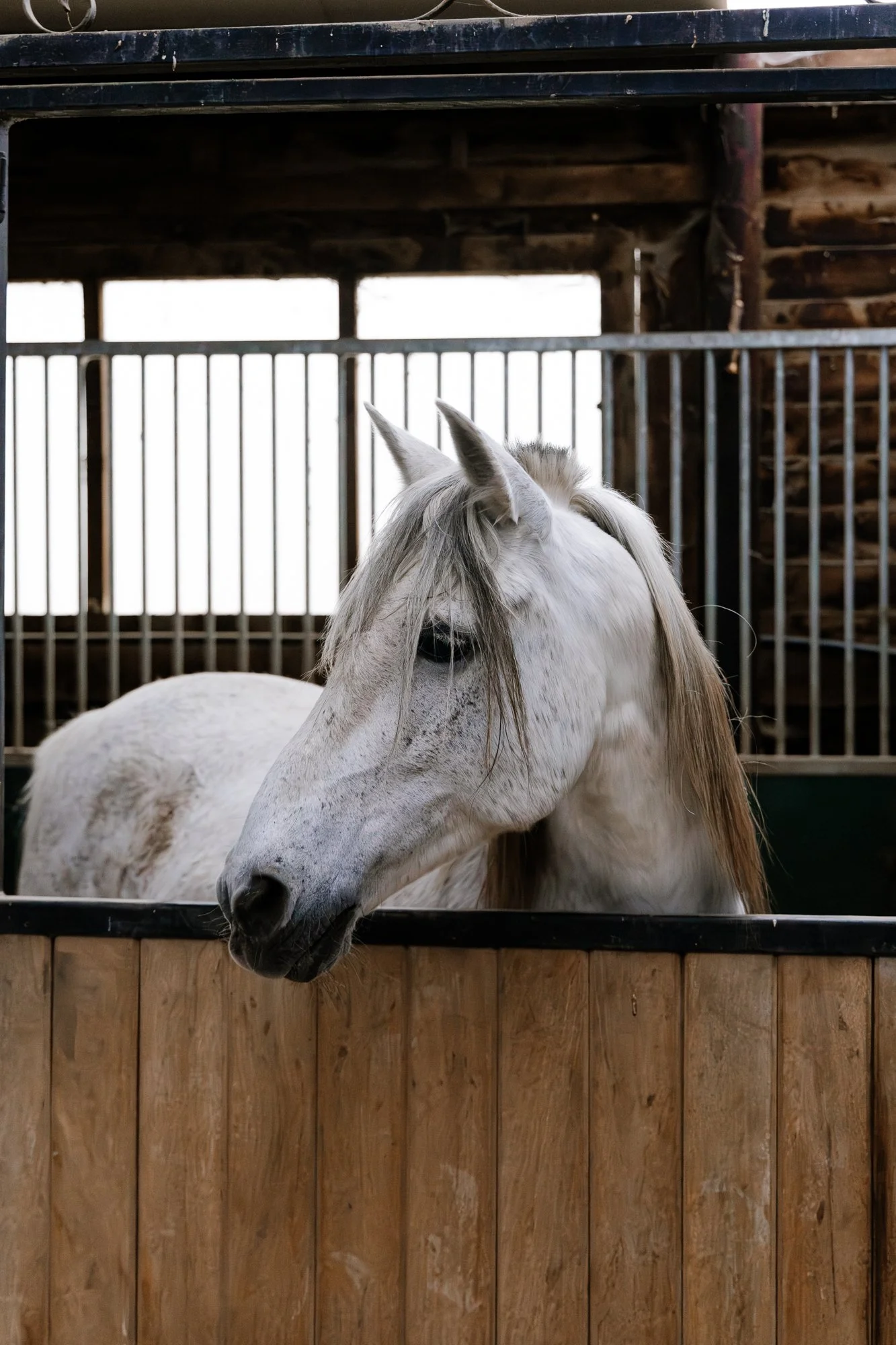 Cabollos De Castilla MR-008.jpg