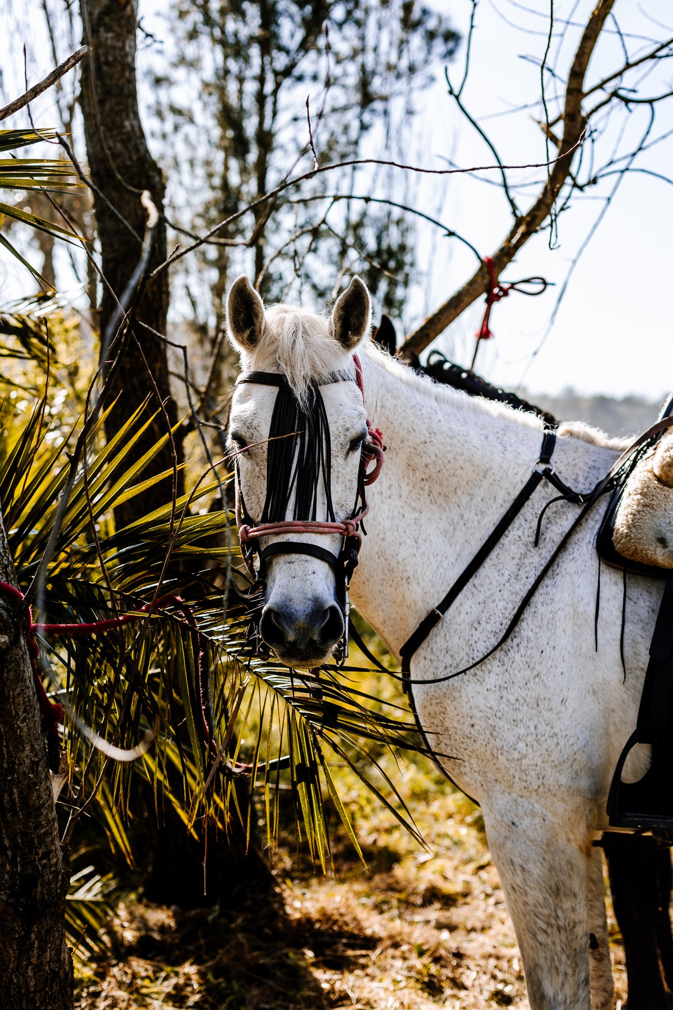 Cabollos De Castilla MR-145.jpg