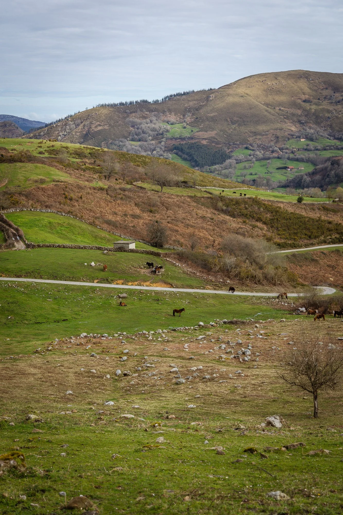 Cabollos De Castilla MR-023.jpg