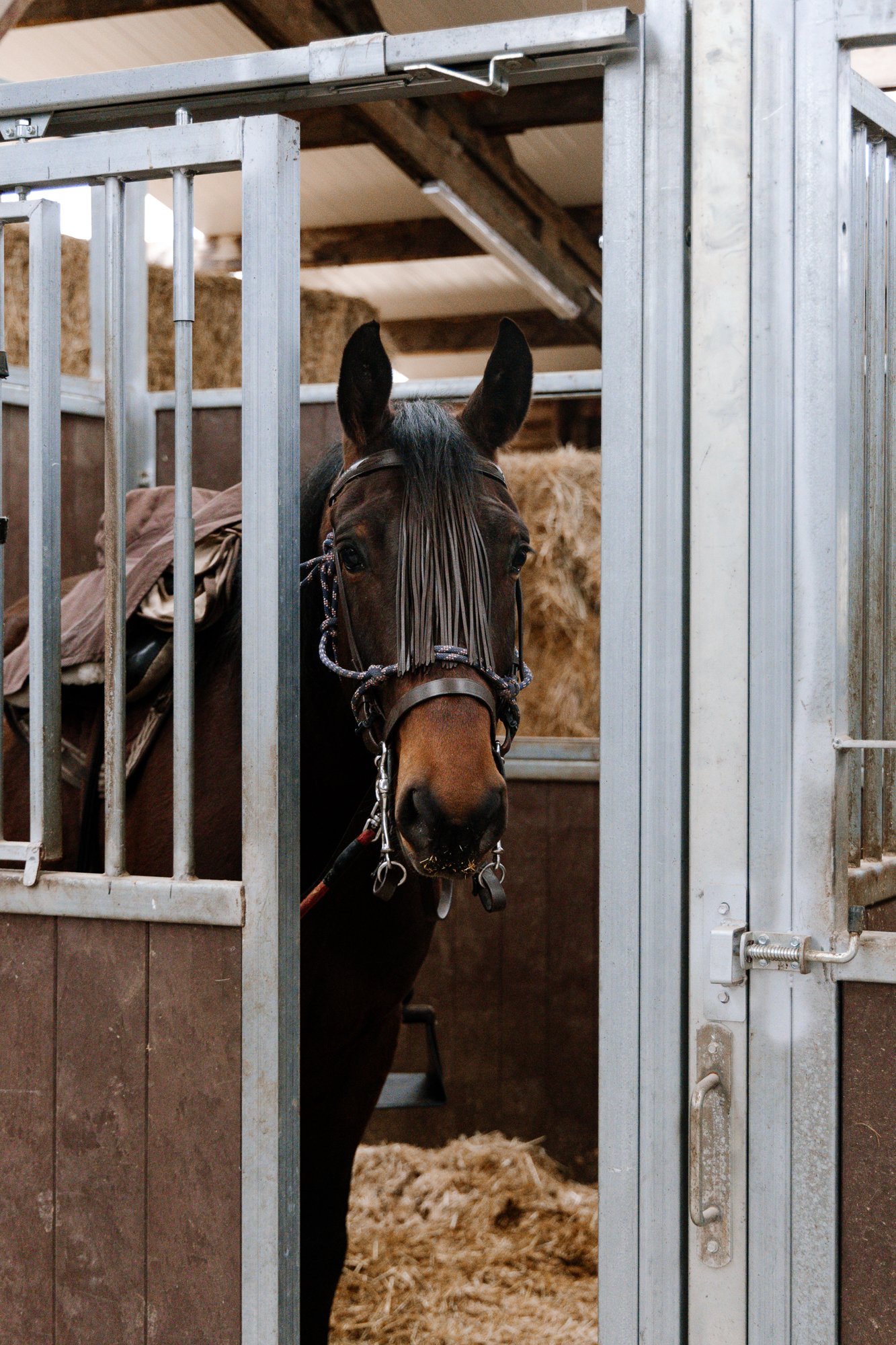 Cabollos De Castilla MR-011.jpg