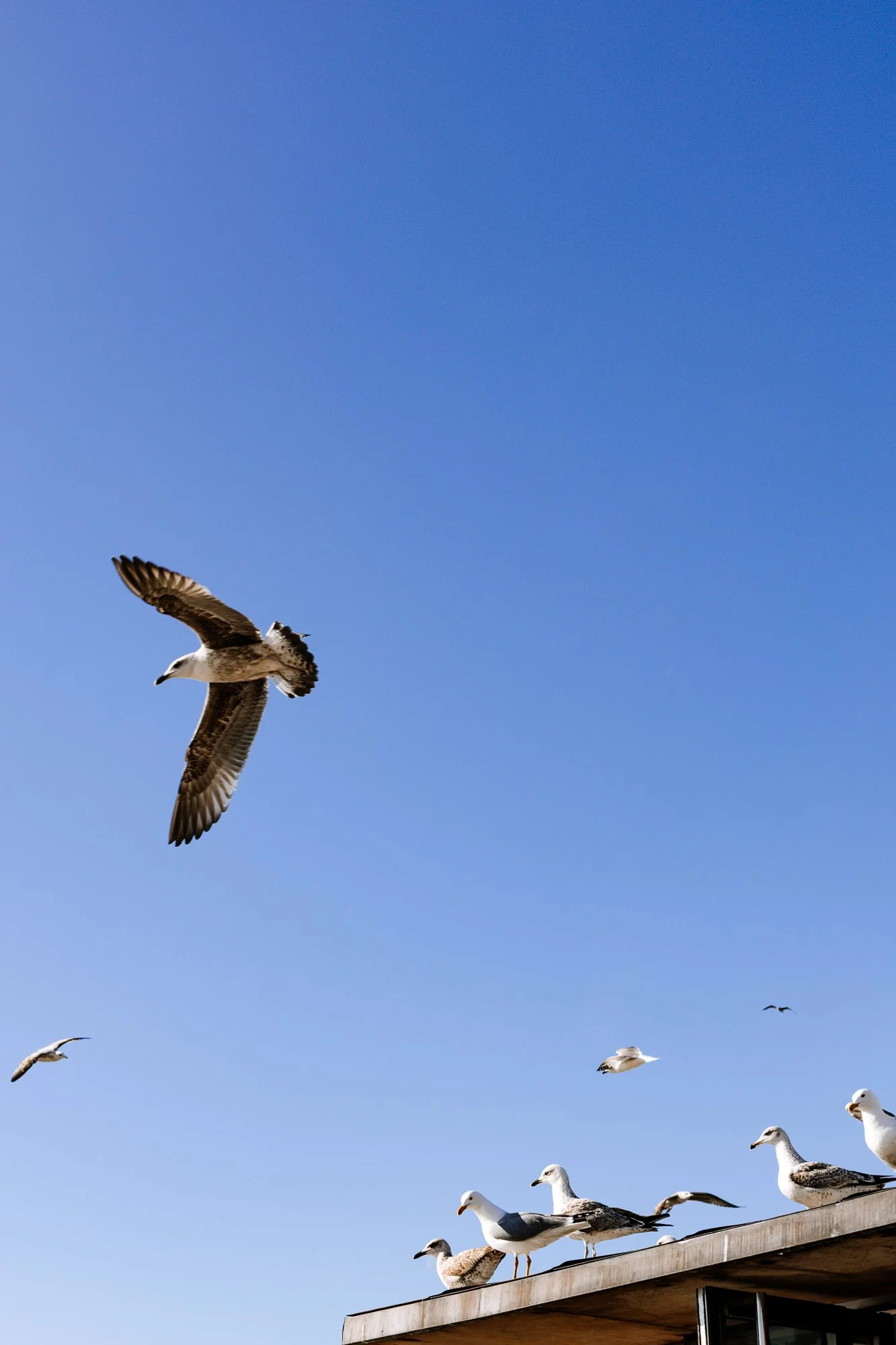 Cabollos De Castilla MR-136.jpg