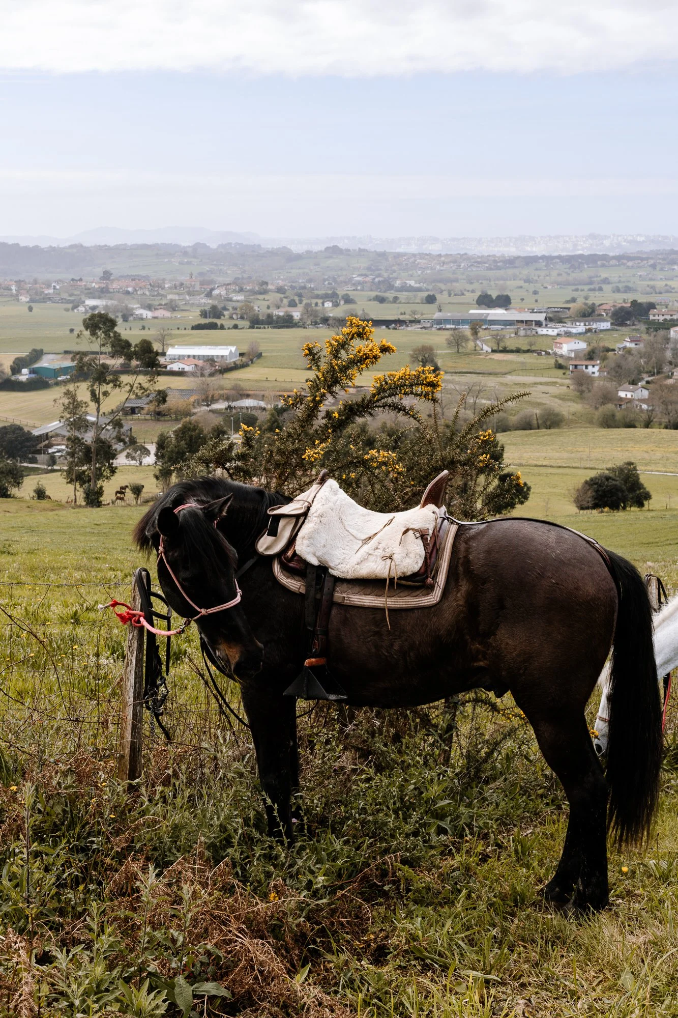 Cabollos De Castilla MR-224.jpg