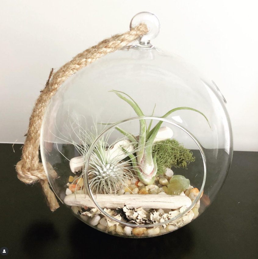 Glass terrarium with succulents, air plants, and pebbles inside, with a jute handle on top.