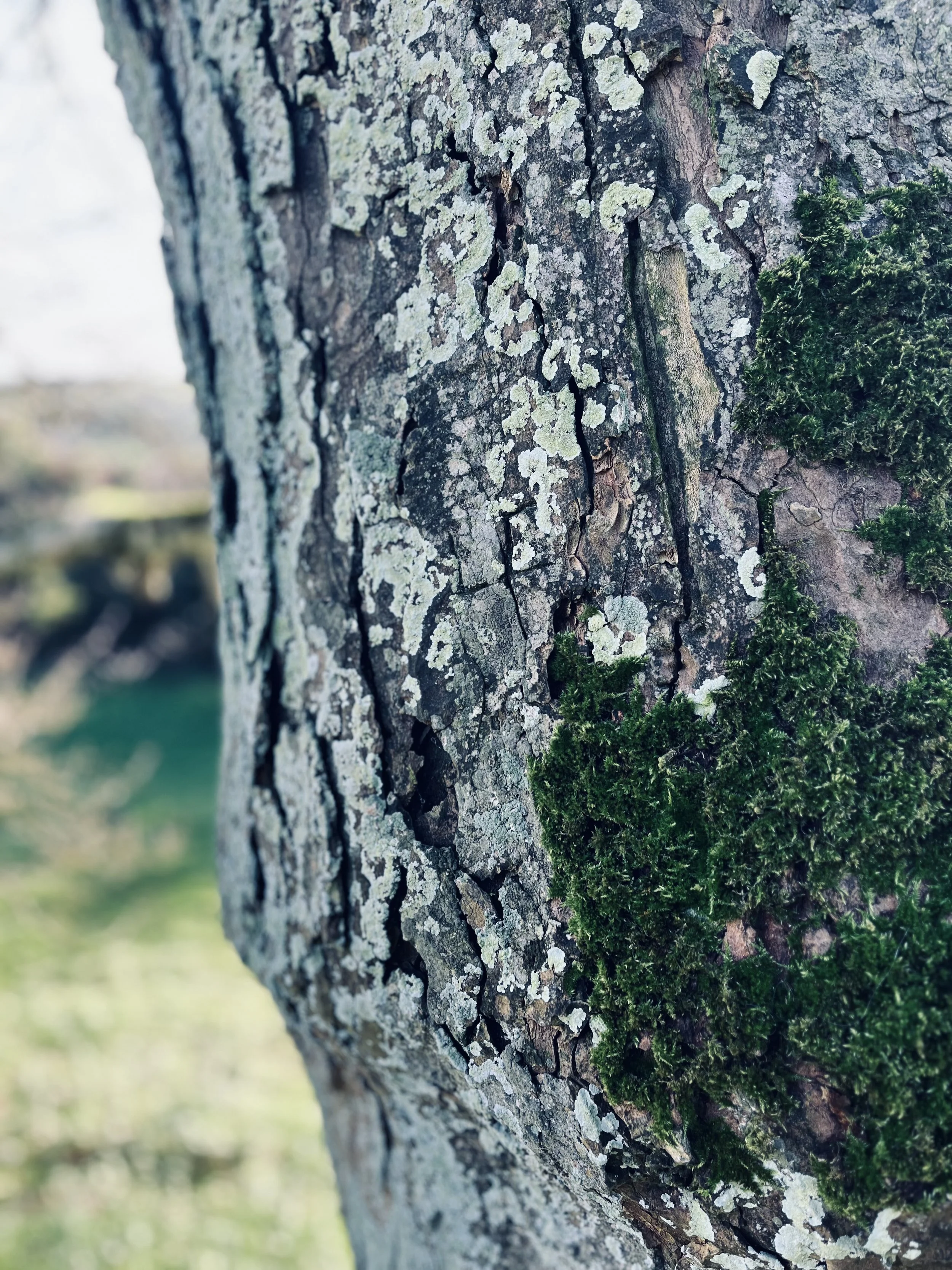 Close-up of tree bark with patches of green moss and lichen.