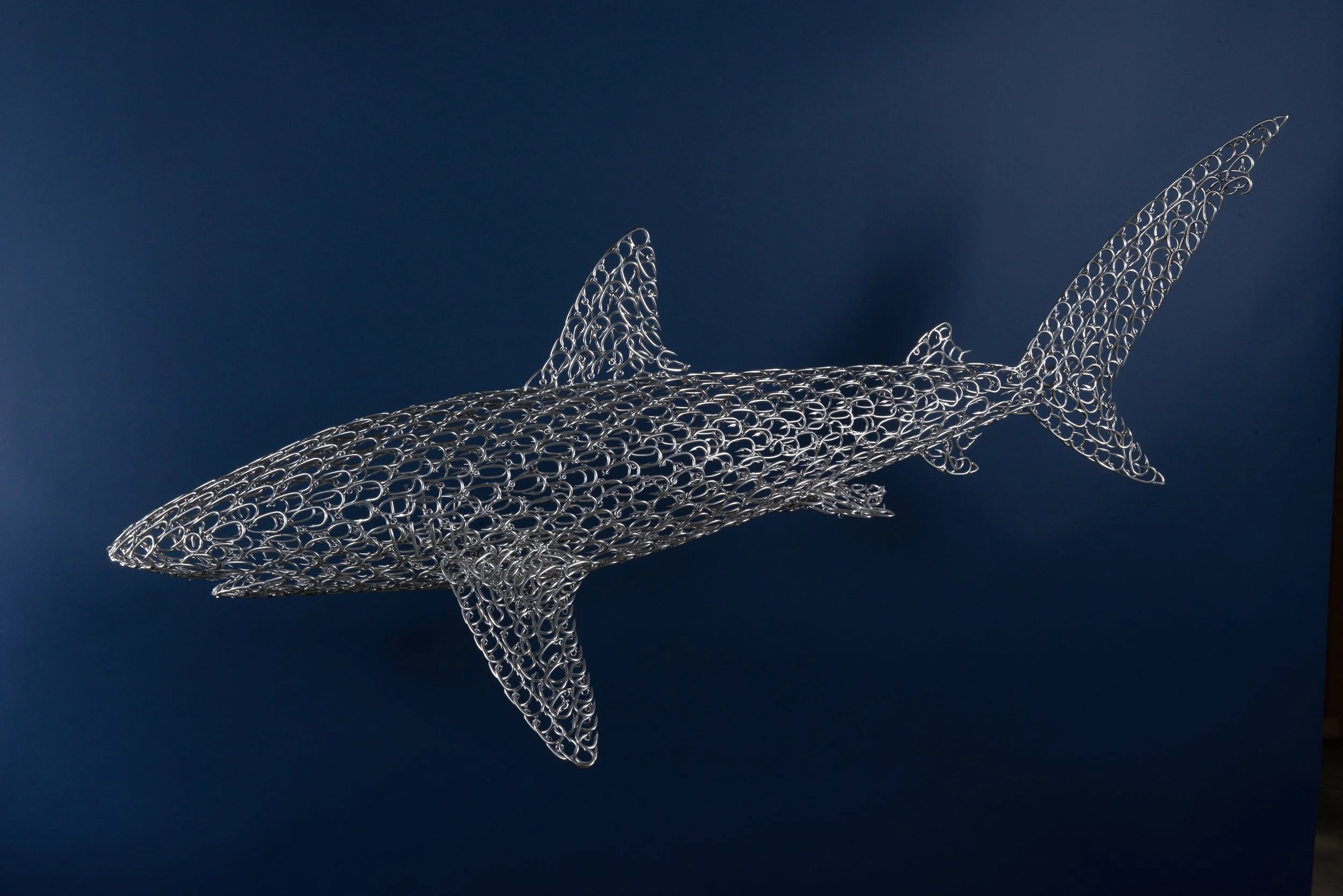 dusky shark vincent mock studio