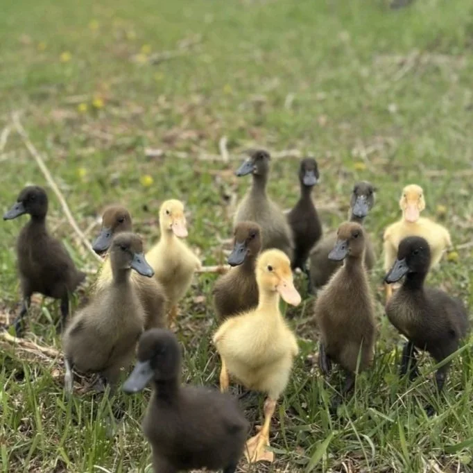 Meet the Newest Members of the Dune Bird Team: Our Runner Ducks