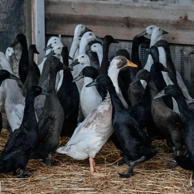Ducks on Duty: Vineyard Allies at Dune Bird Winery