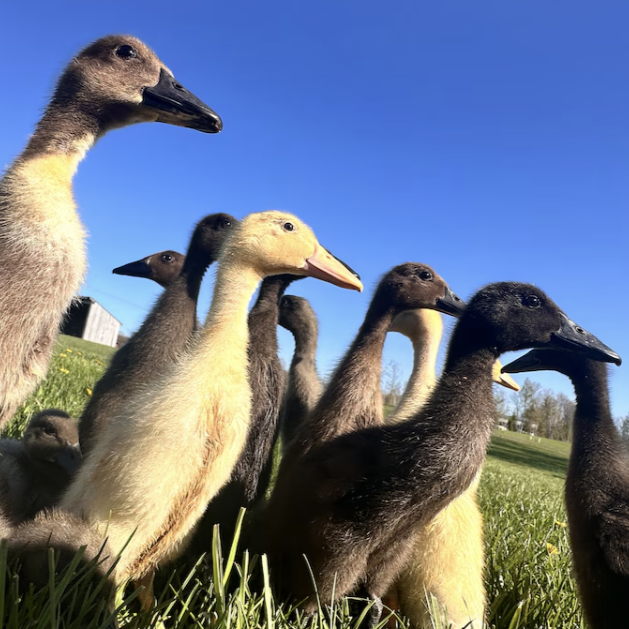 This Up North winery has adorable Indian Runner Ducks on vineyard patrol