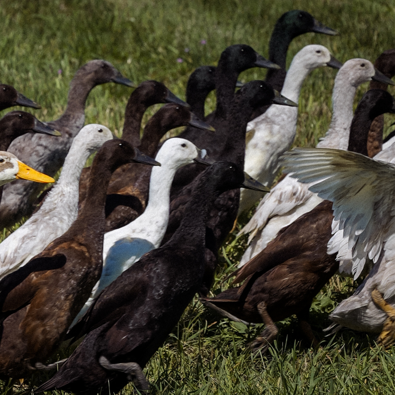 Ducks on Duty