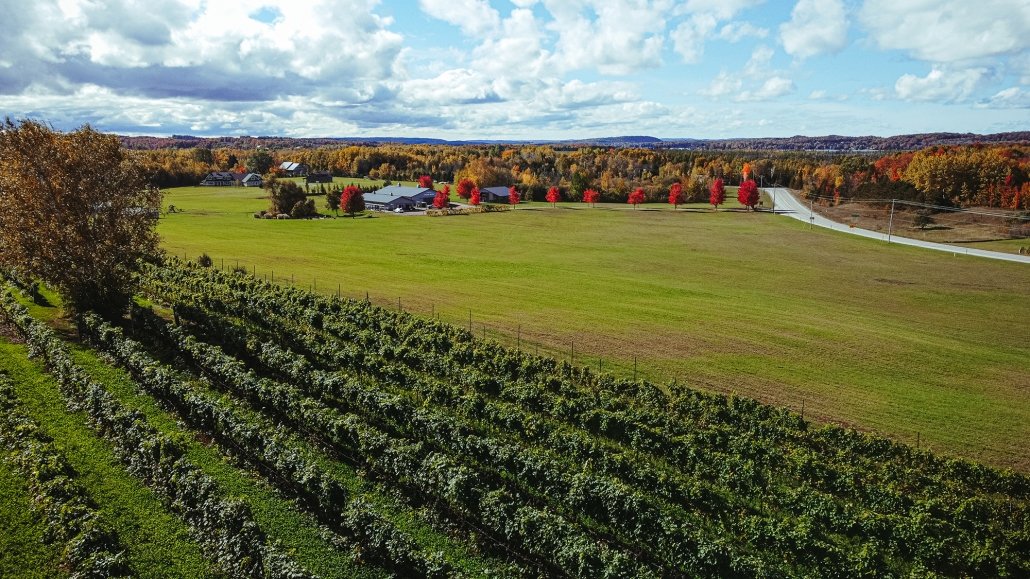 Vineyard with green grapevines in the foreground, open fields, trees with red and orange leaves, farm buildings, a winding road, and a partly cloudy sky in the background.
