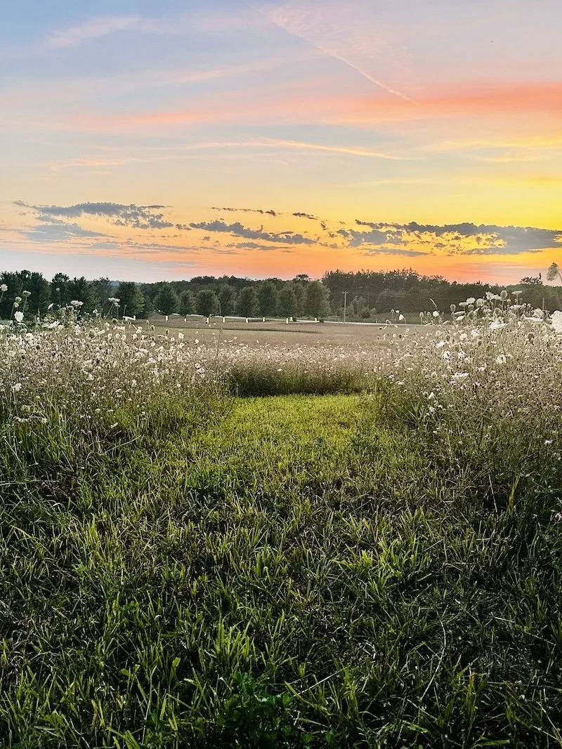 Dune Bird at sunset with wildflowers and walking trails along M22