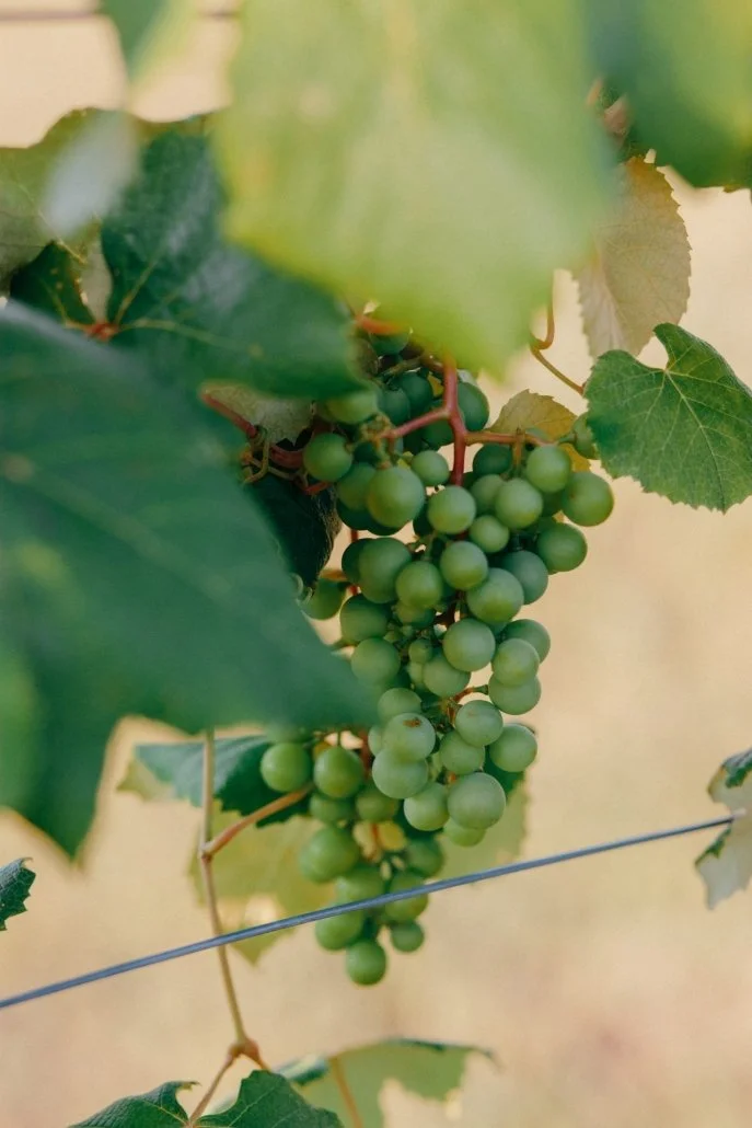 Green grape cluster hanging among green leaves.