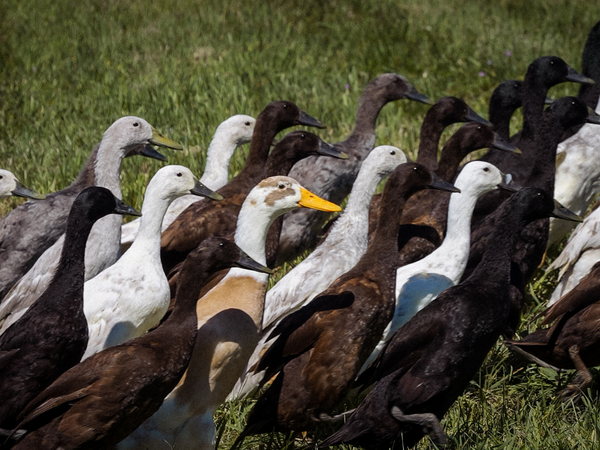 A group of ducks with a mix of white, brown, and black colors standing on grass.