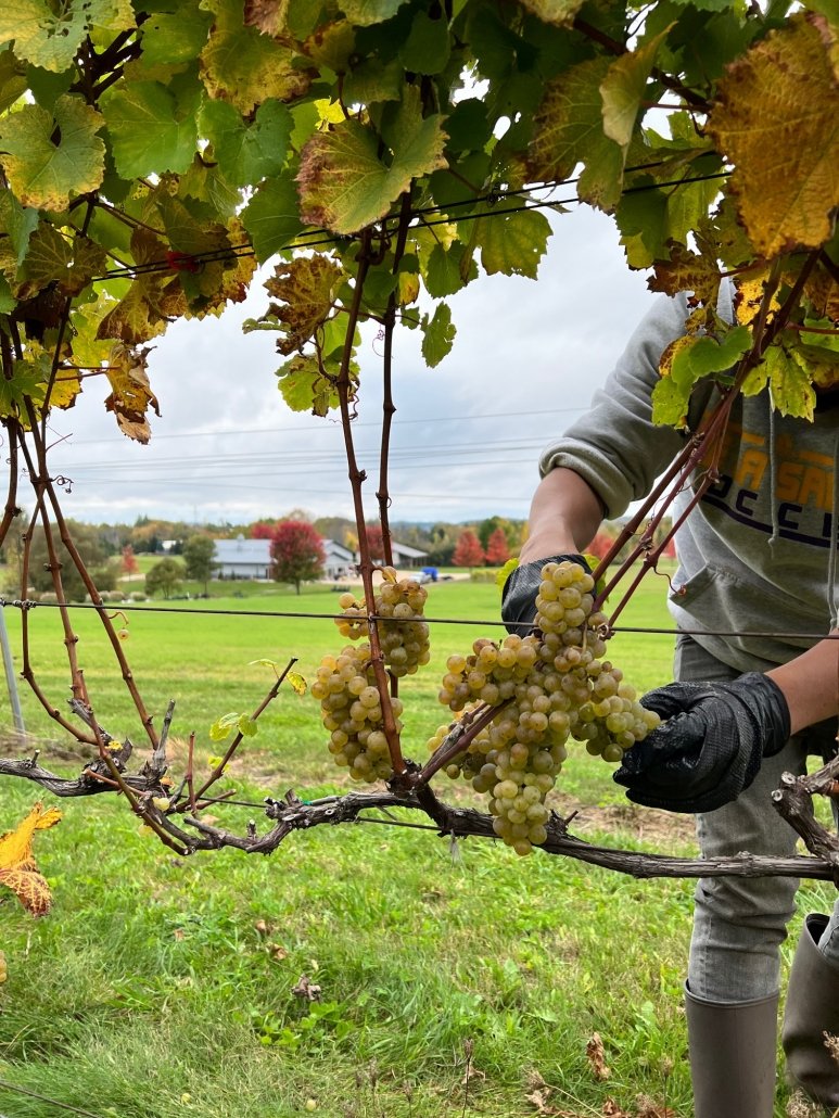 A person harvesting white grapes from a vineyard with green and yellow leaves. The person is wearing gloves and a gray sweatshirt. There is a rural farm landscape in the background with green grass, trees, and distant buildings.